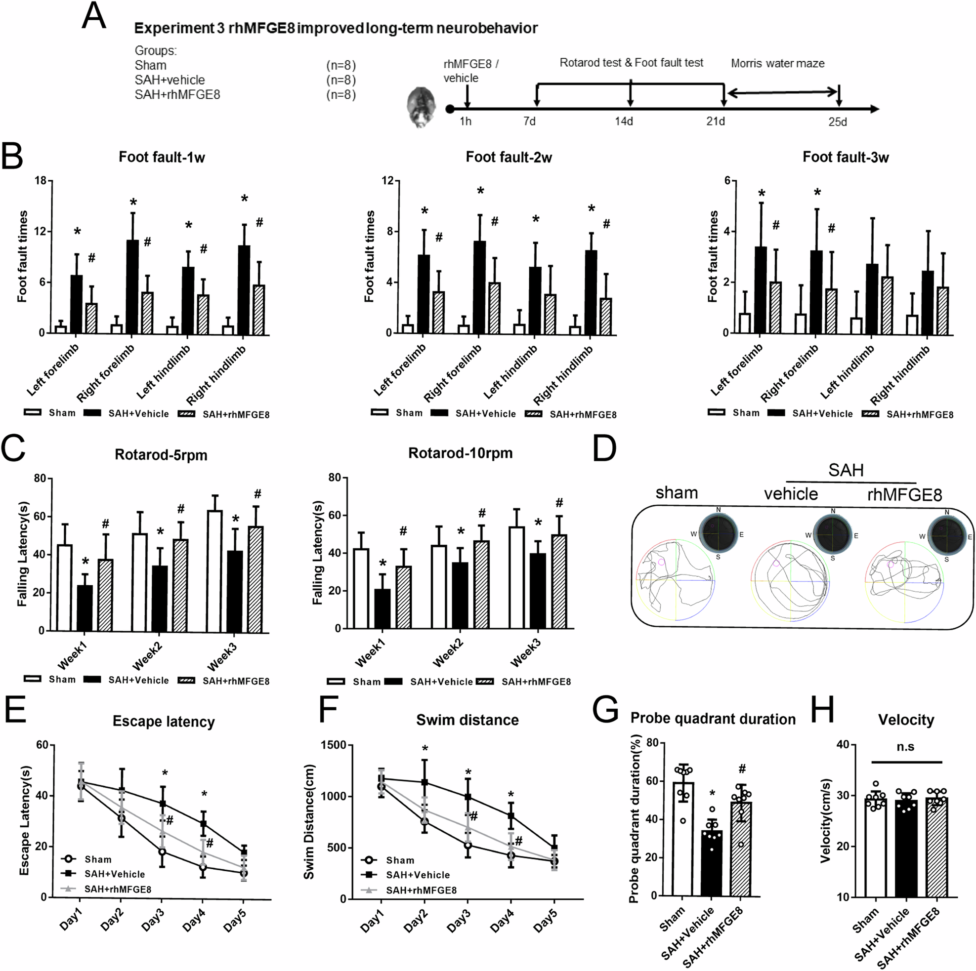 Fig. 5: Long-term neurobehavioral effects of rhMFGE8 administration after SAH.