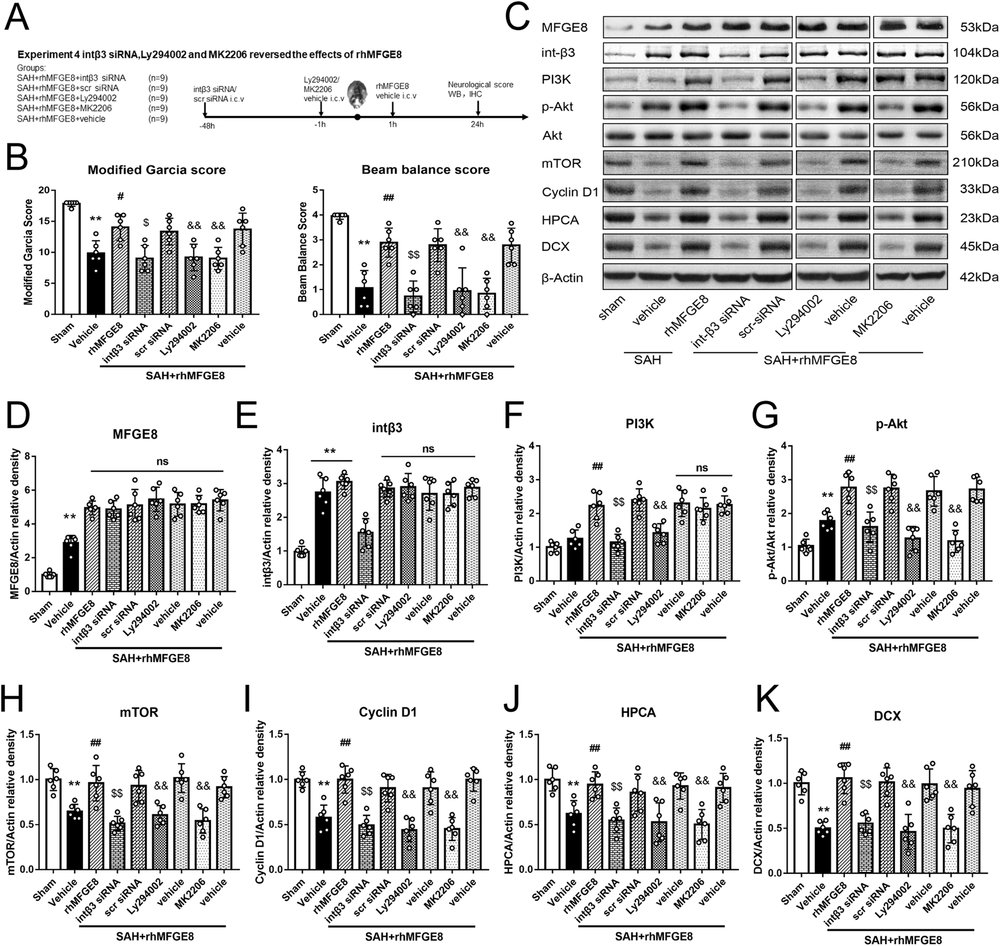 Fig. 6: Knockdown integrin β3 or blocked PI3K/Akt signaling pathway abolished the rhMFGE8 treatment effects on neurological function.