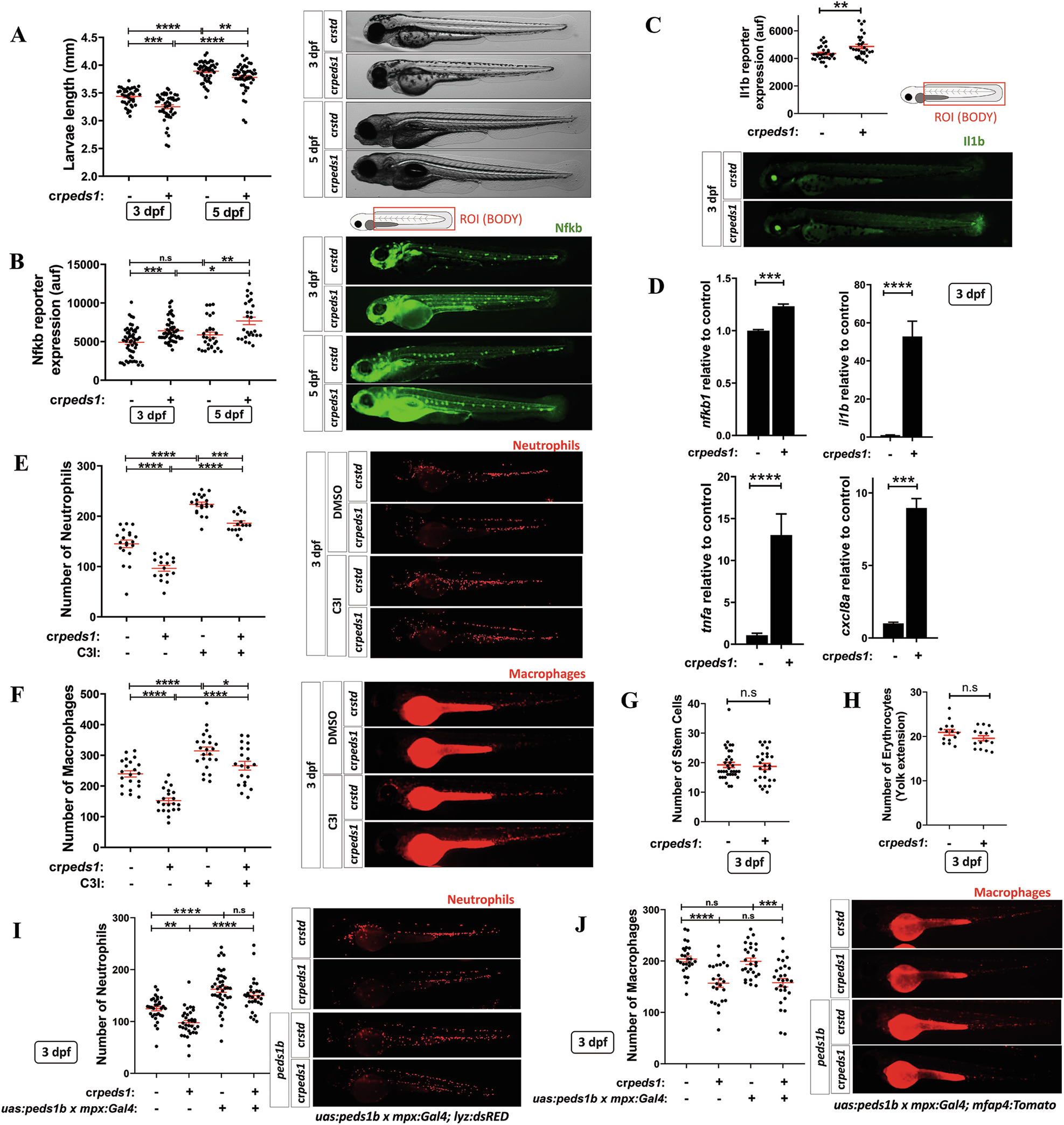 Peds1 deficiency in zebrafish results in myeloid cell apoptosis and  exacerbated inflammation | Cell Death Discovery