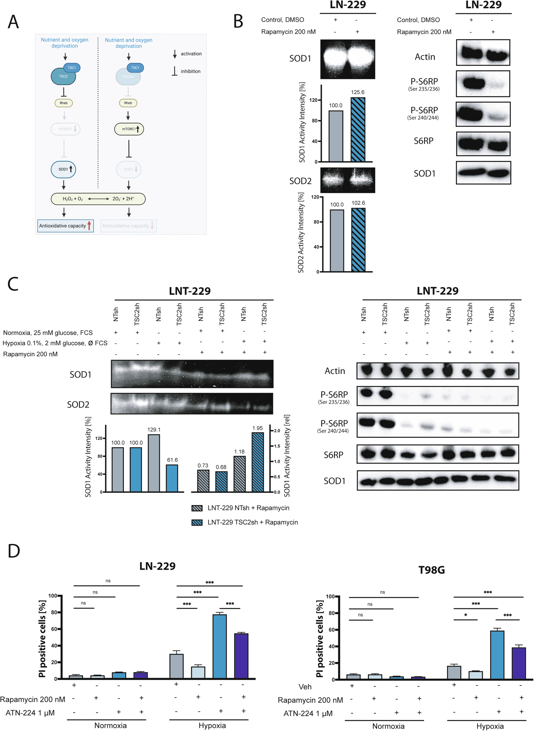 Fig. 6: The mTORC1 dependent SOD1 regulation as a possible explanation for the resistance of GBs to mTORC1 inhibitors.