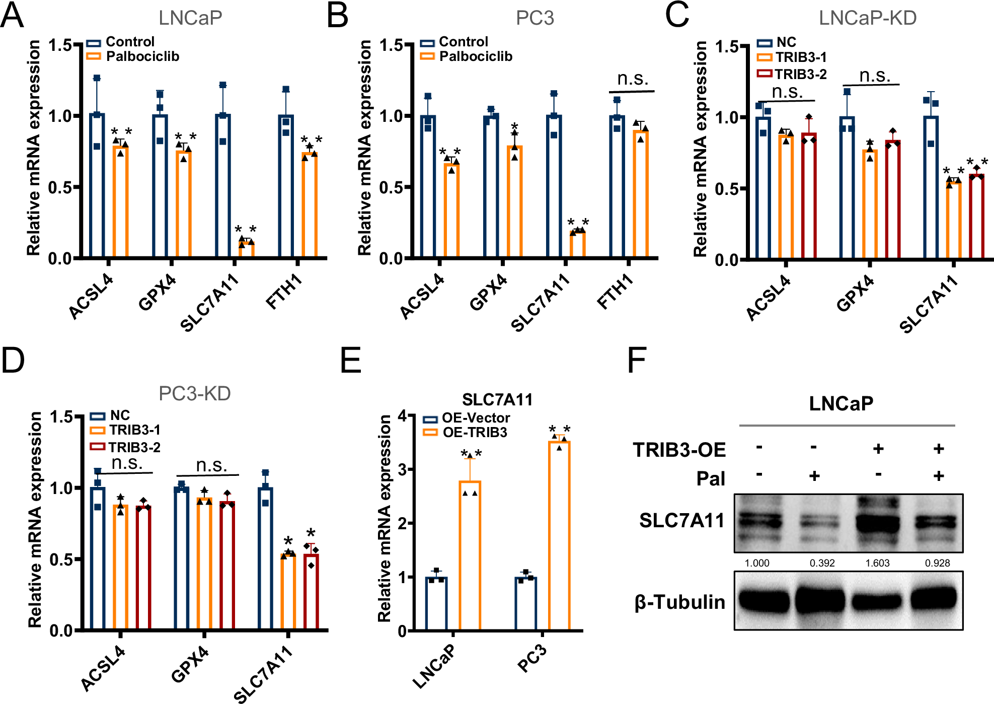 Fig. 5: Palbociclib-treated TRIB3 inhibition decreased the expression of SLC7A11.