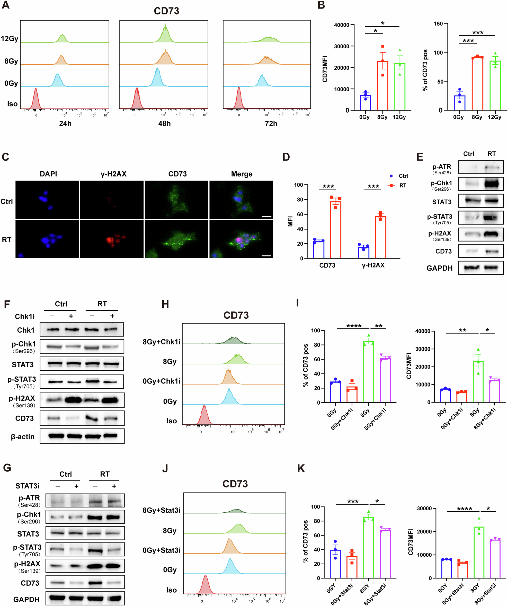 Fig. 2: RT up-regulates CD73 in MC38 cells, which depends on the DNA damage repair pathway.