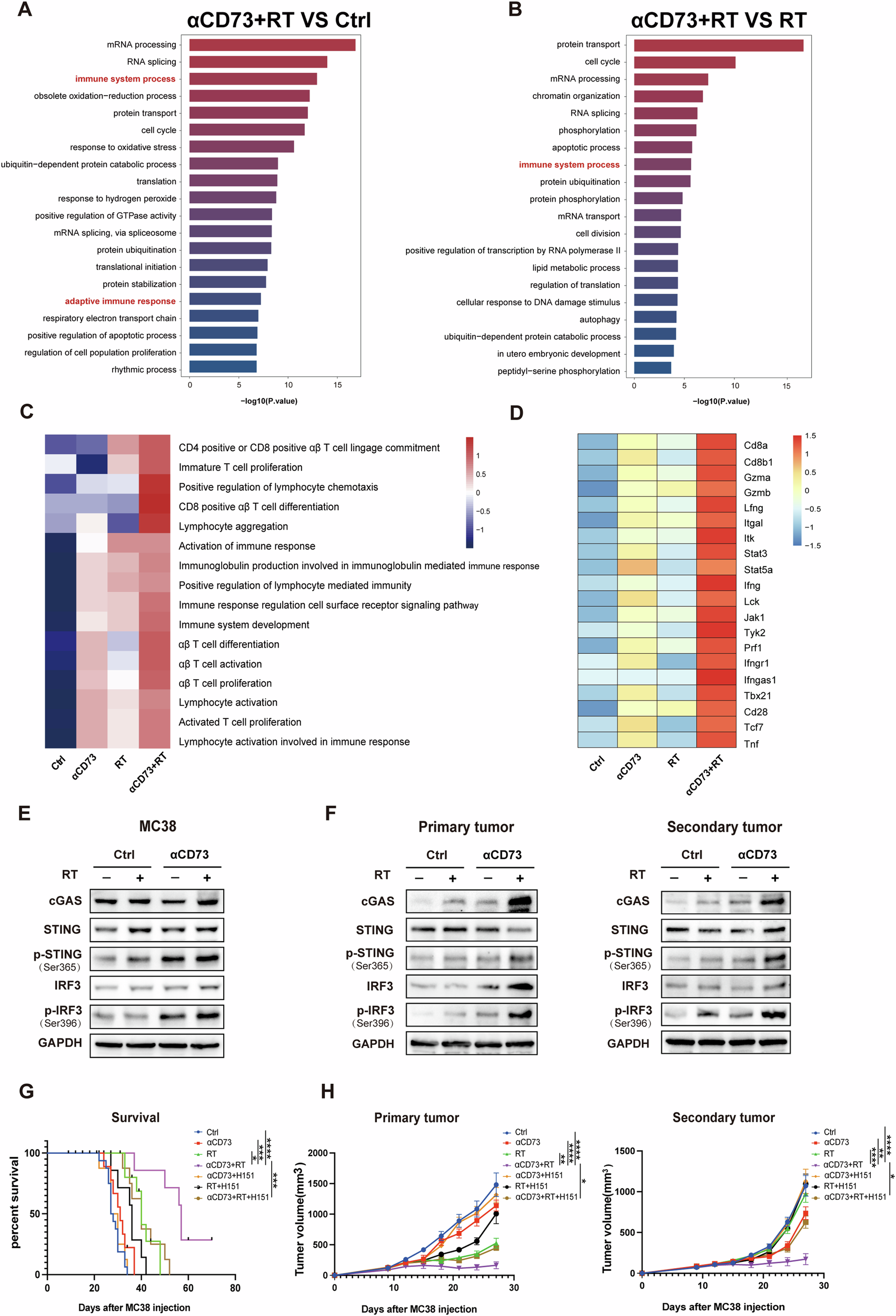 Fig. 5: The combination of CD73 blockade and RT remodels the TME which relies on the STING pathway.
