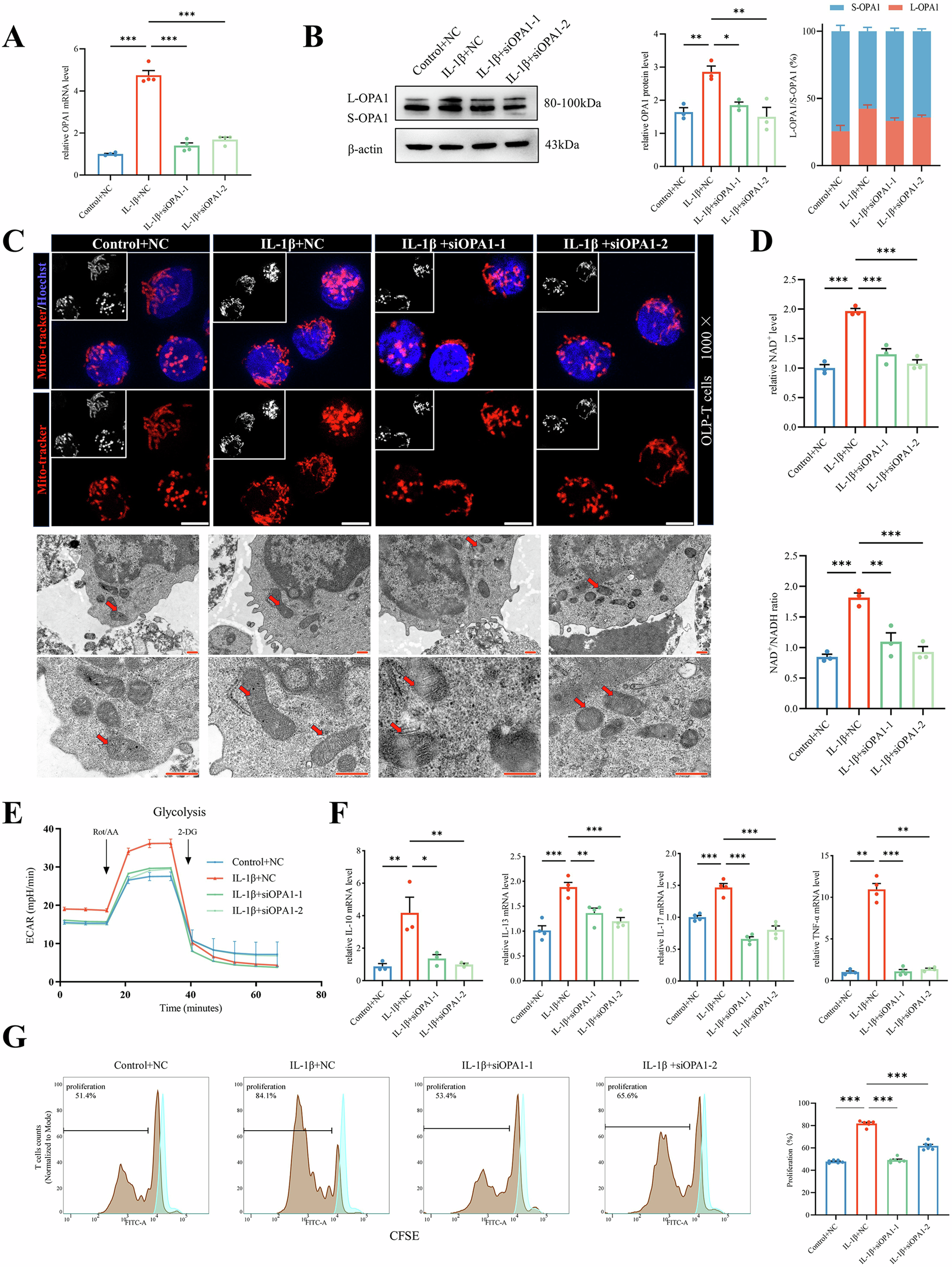 Fig. 5: OPA1 regulates energy metabolic reprogramming and activation of T cells in OLP.