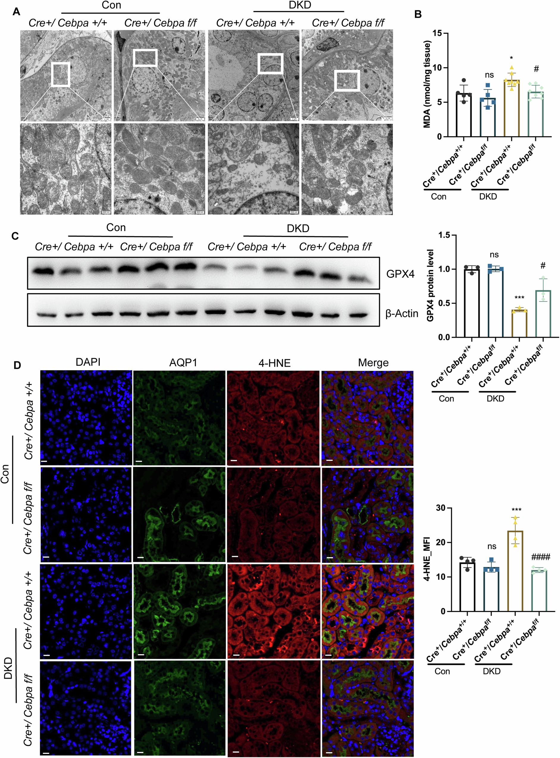 Fig. 3: C/EBPα induced tubular injury through ferroptosis.