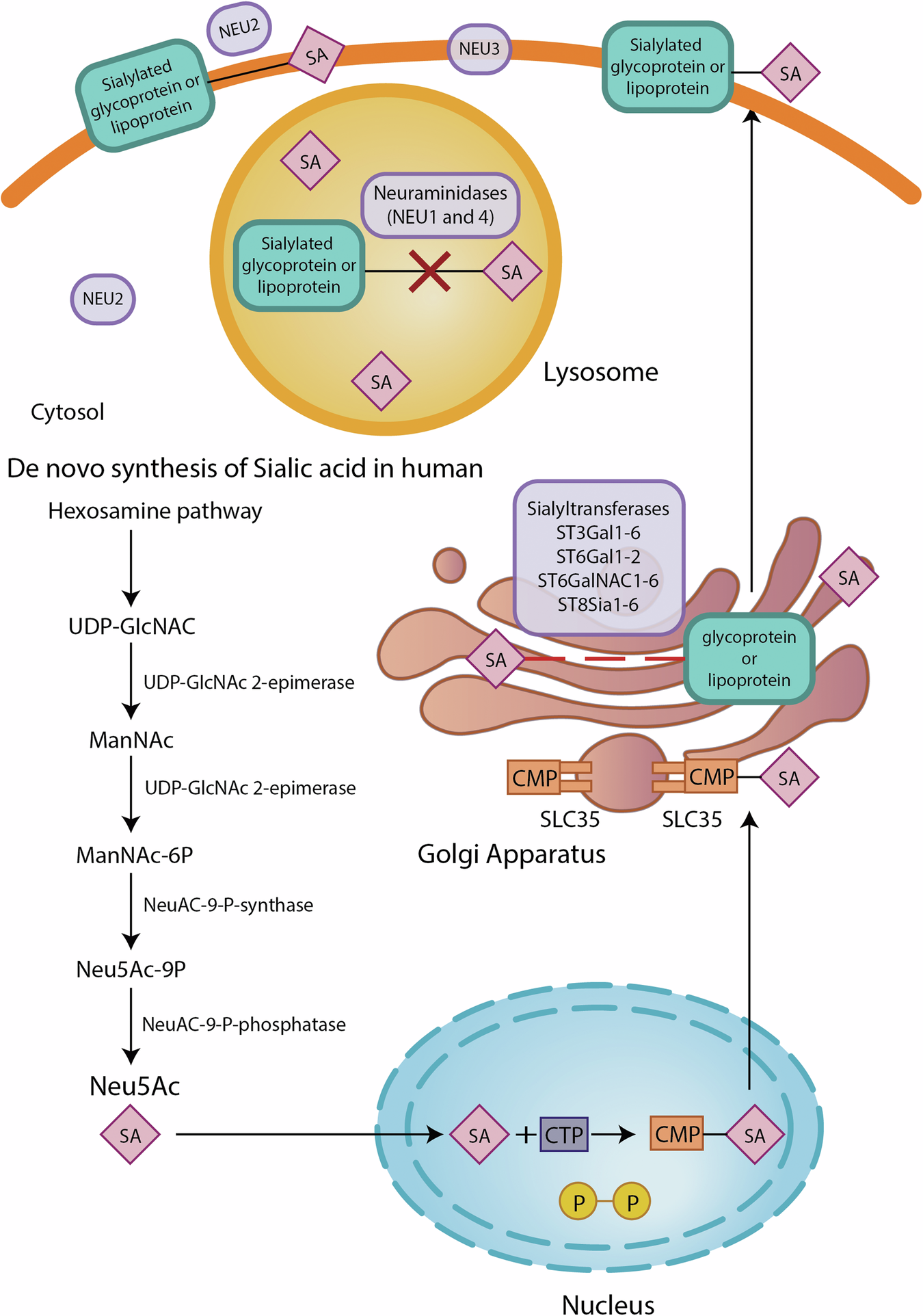 Biological function of sialic acid and sialylation in human health and ...