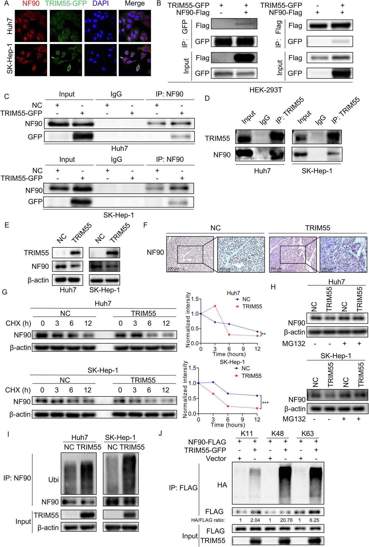 Fig. 5: TRIM55 interacts with and ubiquitinates NF90.