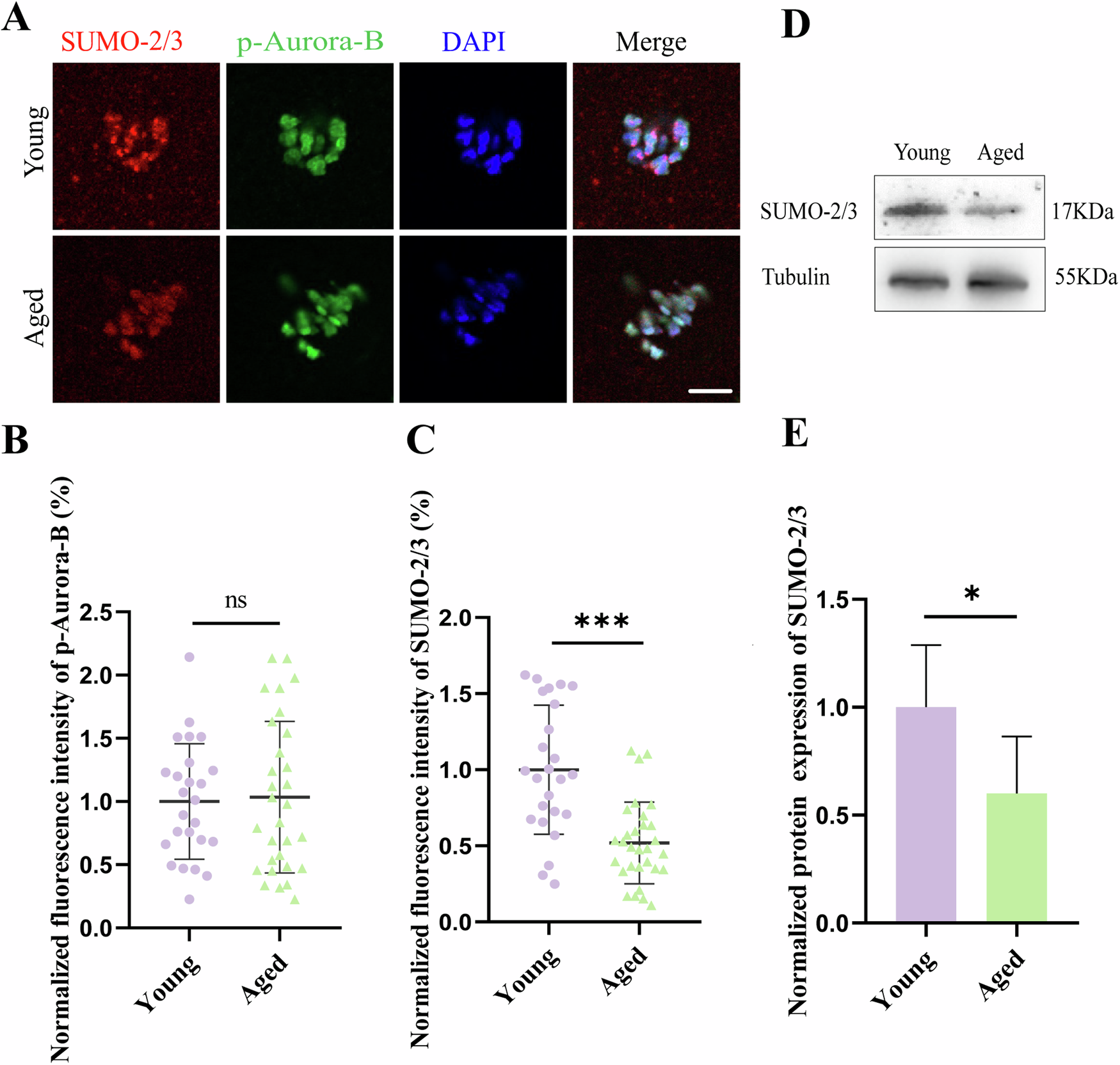 Fig. 2: Age-related SUMO-2/3 expression in mouse oocytes.