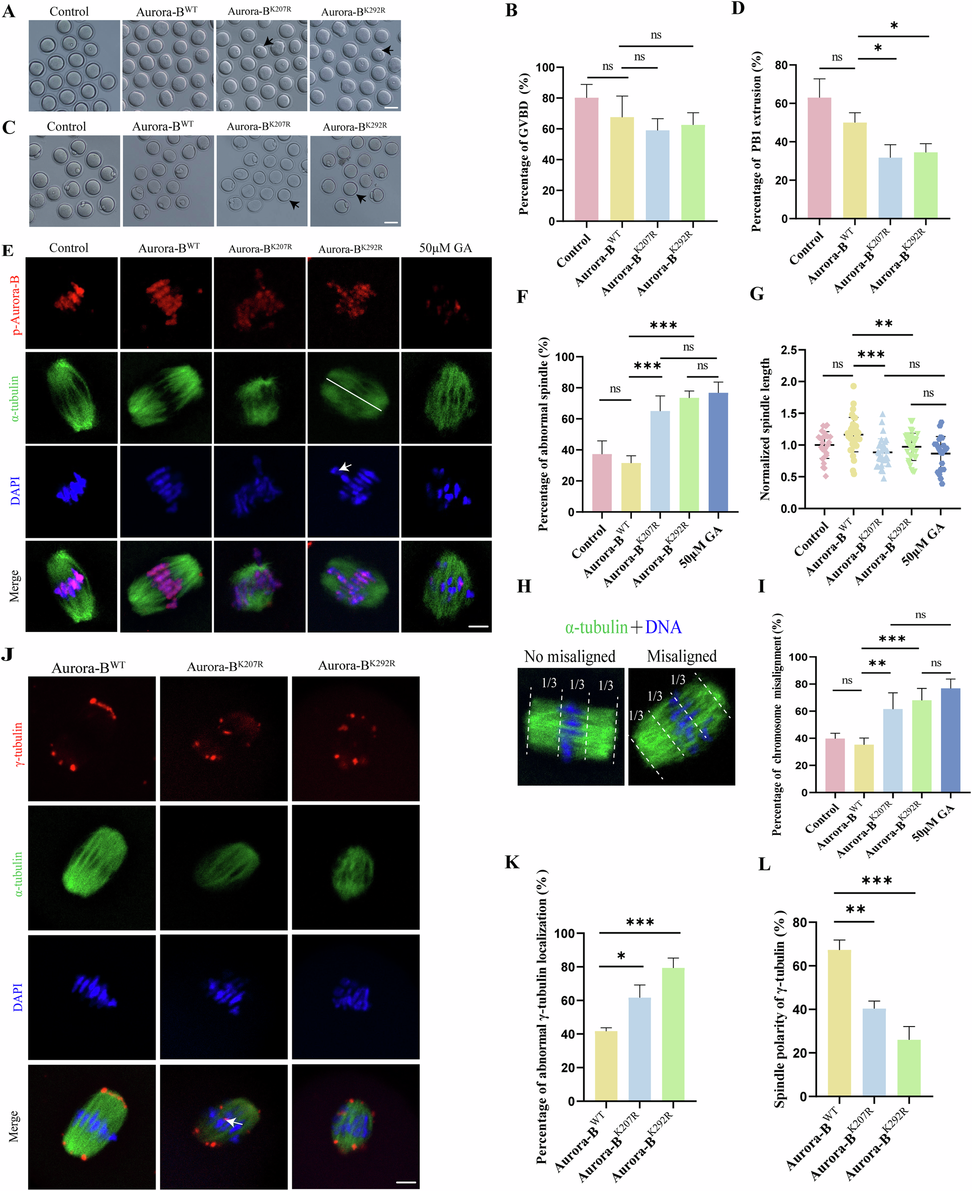 Fig. 4: SUMOylation of Aurora-B regulates spindle formation and chromosome alignment in mouse oocyte meiosis.