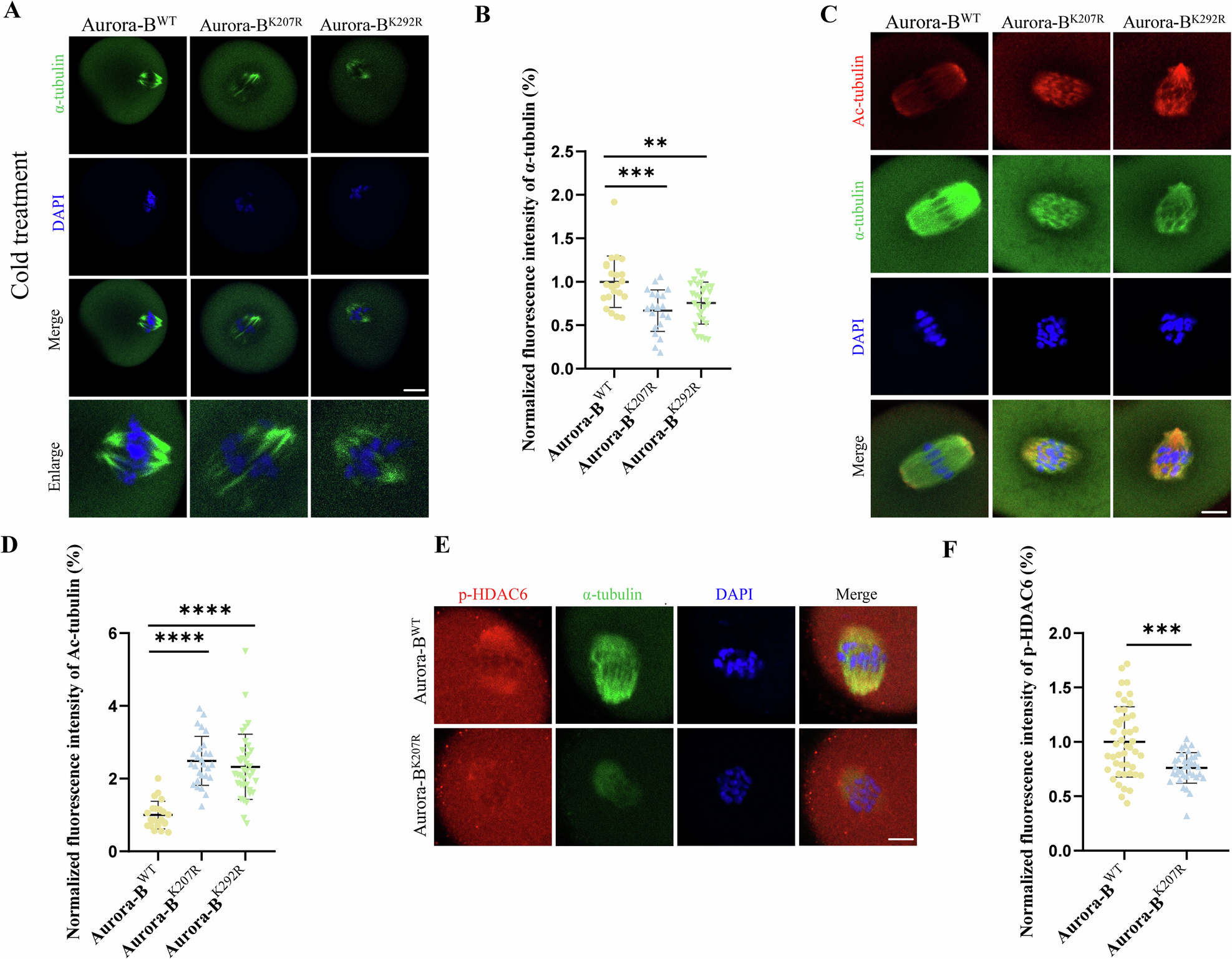 Fig. 5: SUMOylation of Aurora-B regulates tubulin acetylation levels in mouse oocytes.