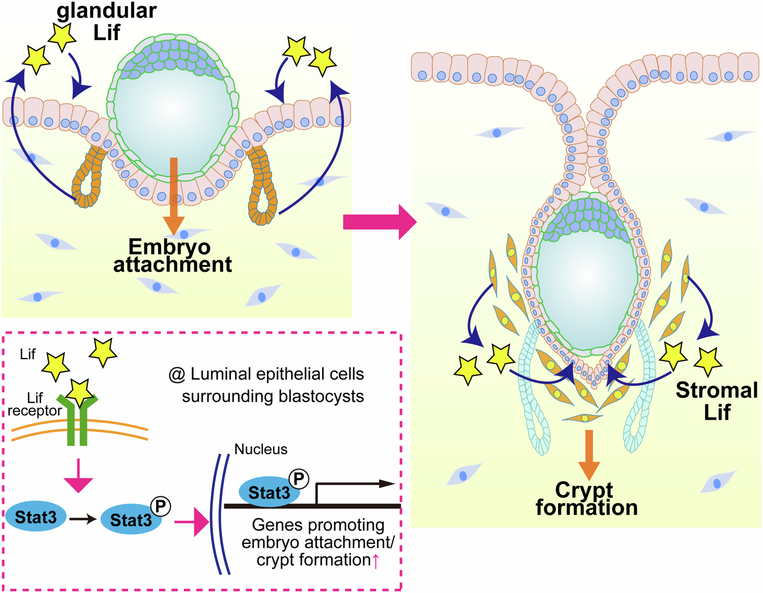Fig. 6: Schematic diagram of the spatiotemporal functions of Lif in the uterus during the peri-implantation period.