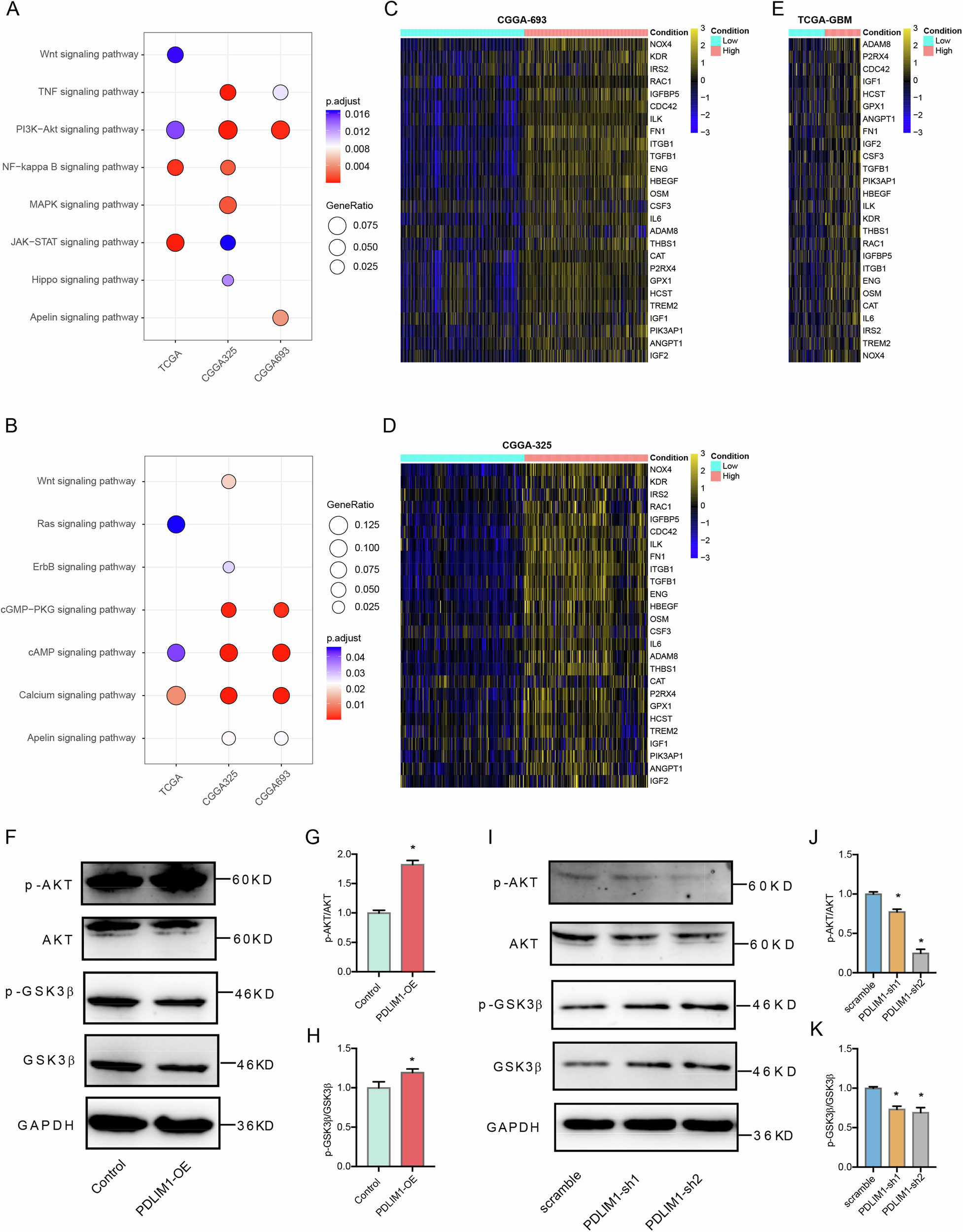Fig. 8: PDLIM1 might regulate GBM progression and GSC through the PI3K-AKT pathway.