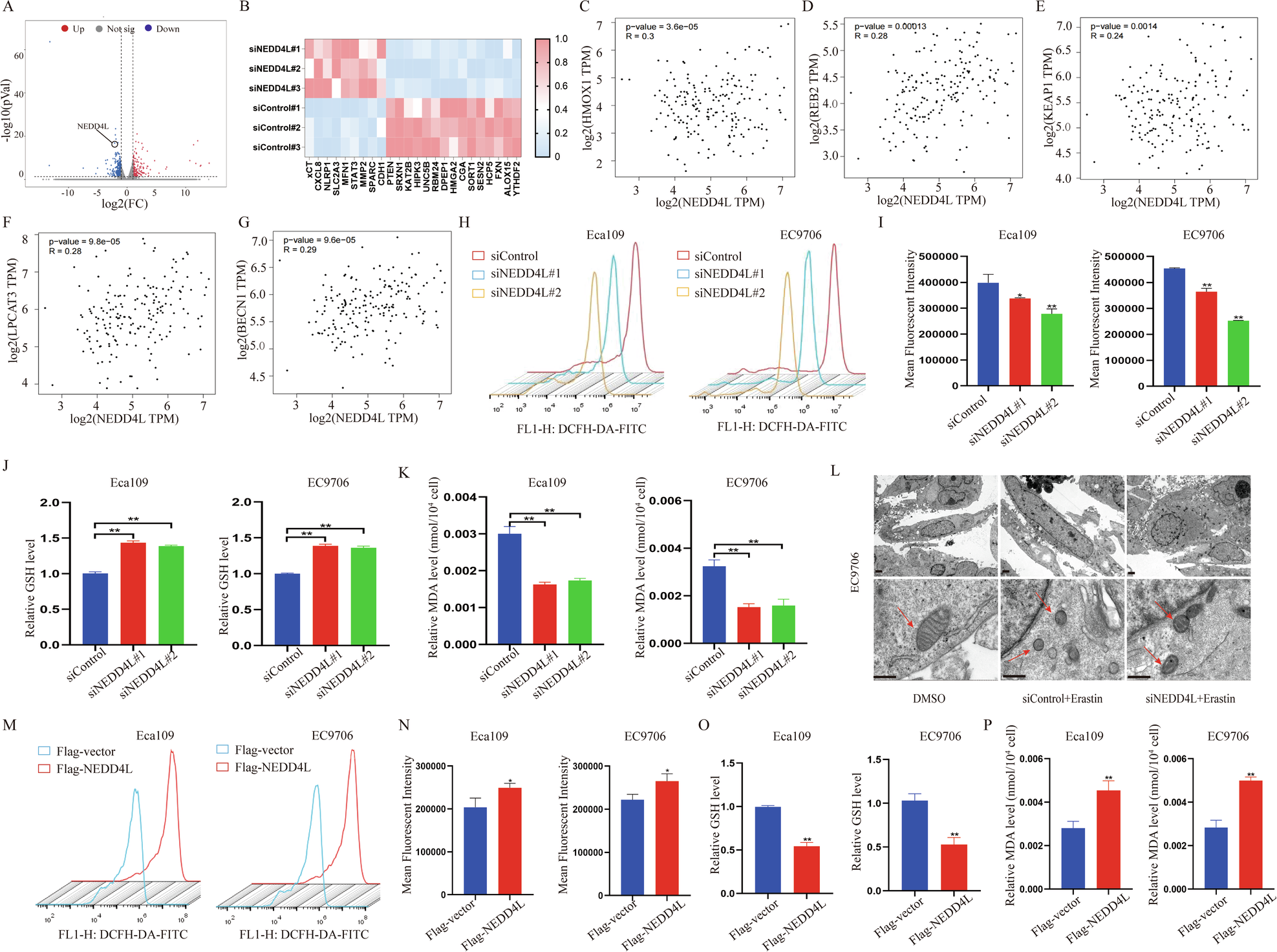 Fig. 3: NEDD4L promotes ferroptosis in ESCC cells.