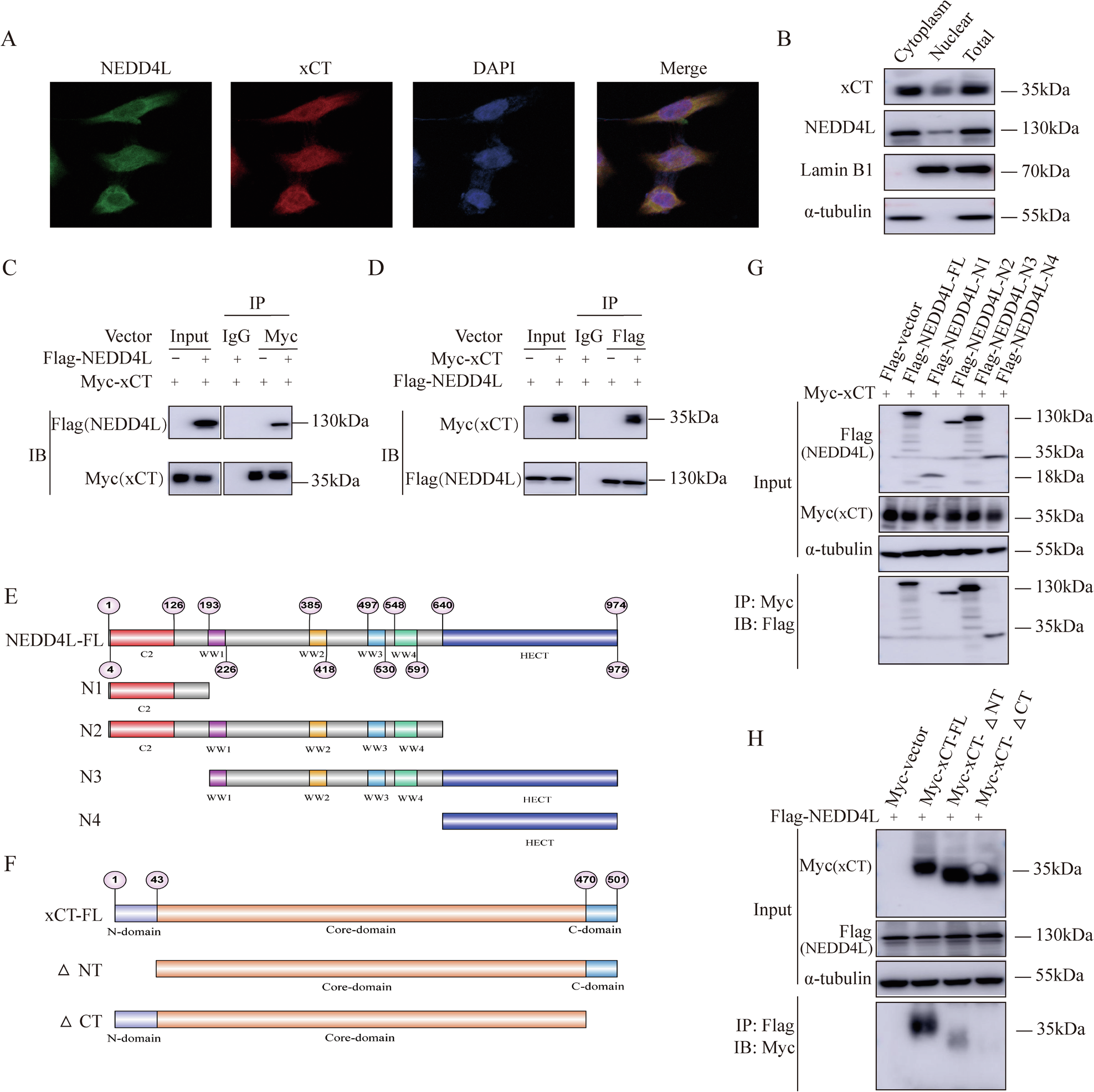 Fig. 5: NEDD4L associates with ∆CT domain of xCT through its WW and HECT domain.