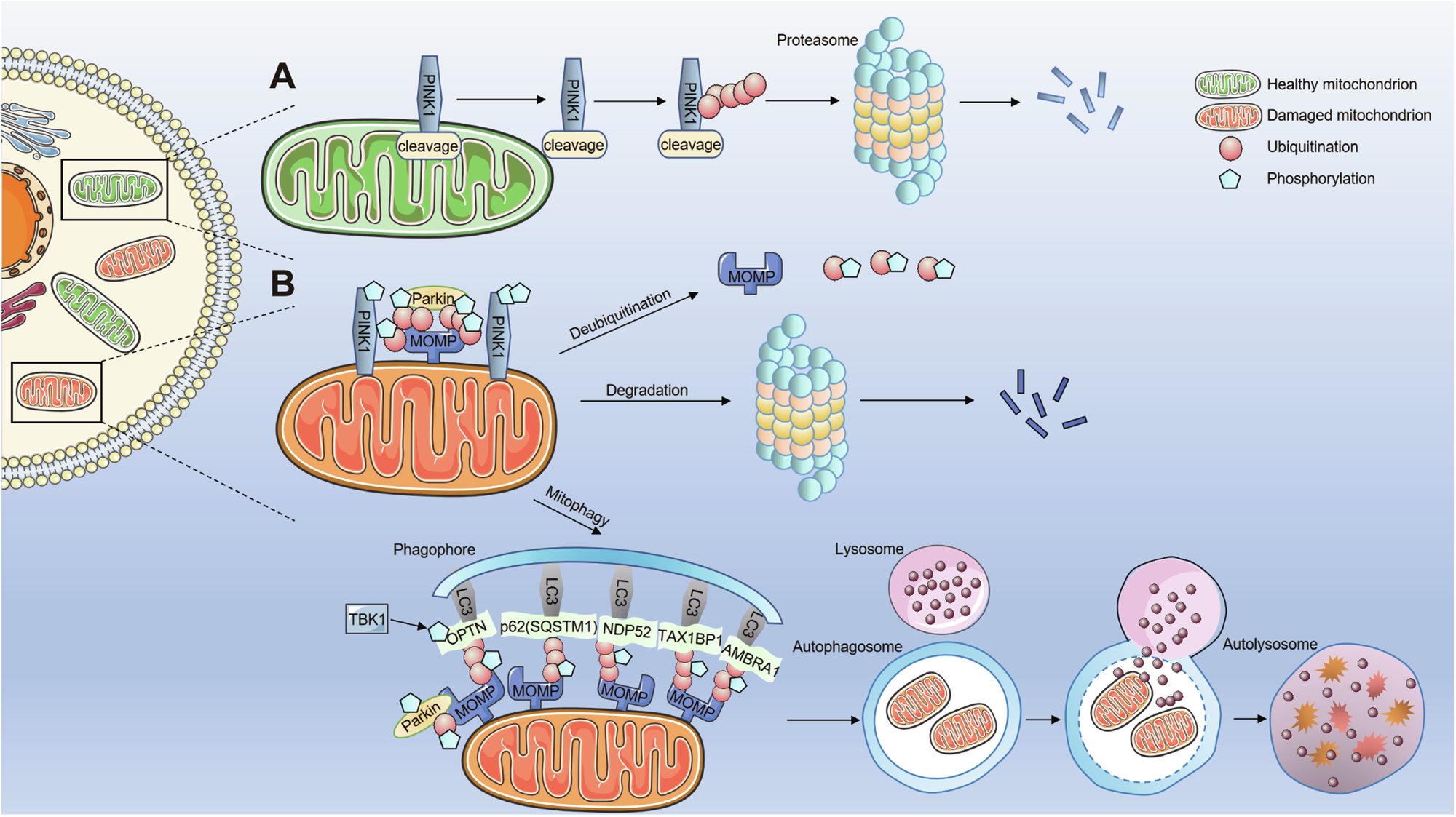 Mitophagy in gynecological malignancies: roles, advances, and therapeutic  potential | Cell Death Discovery