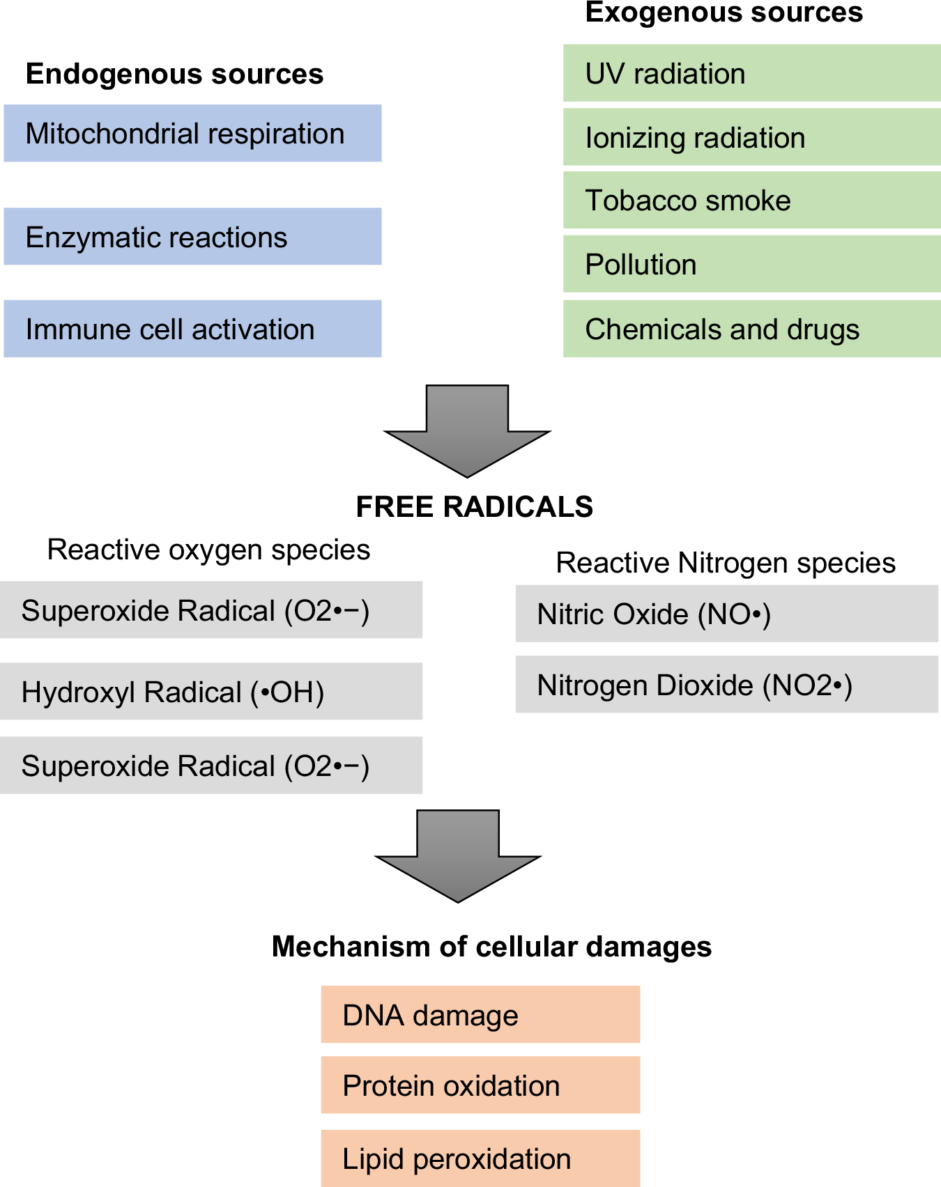 glutathione free radical scavenger Antioxidants and Their Physiological Role in Free Radical Scavenging main image 0
