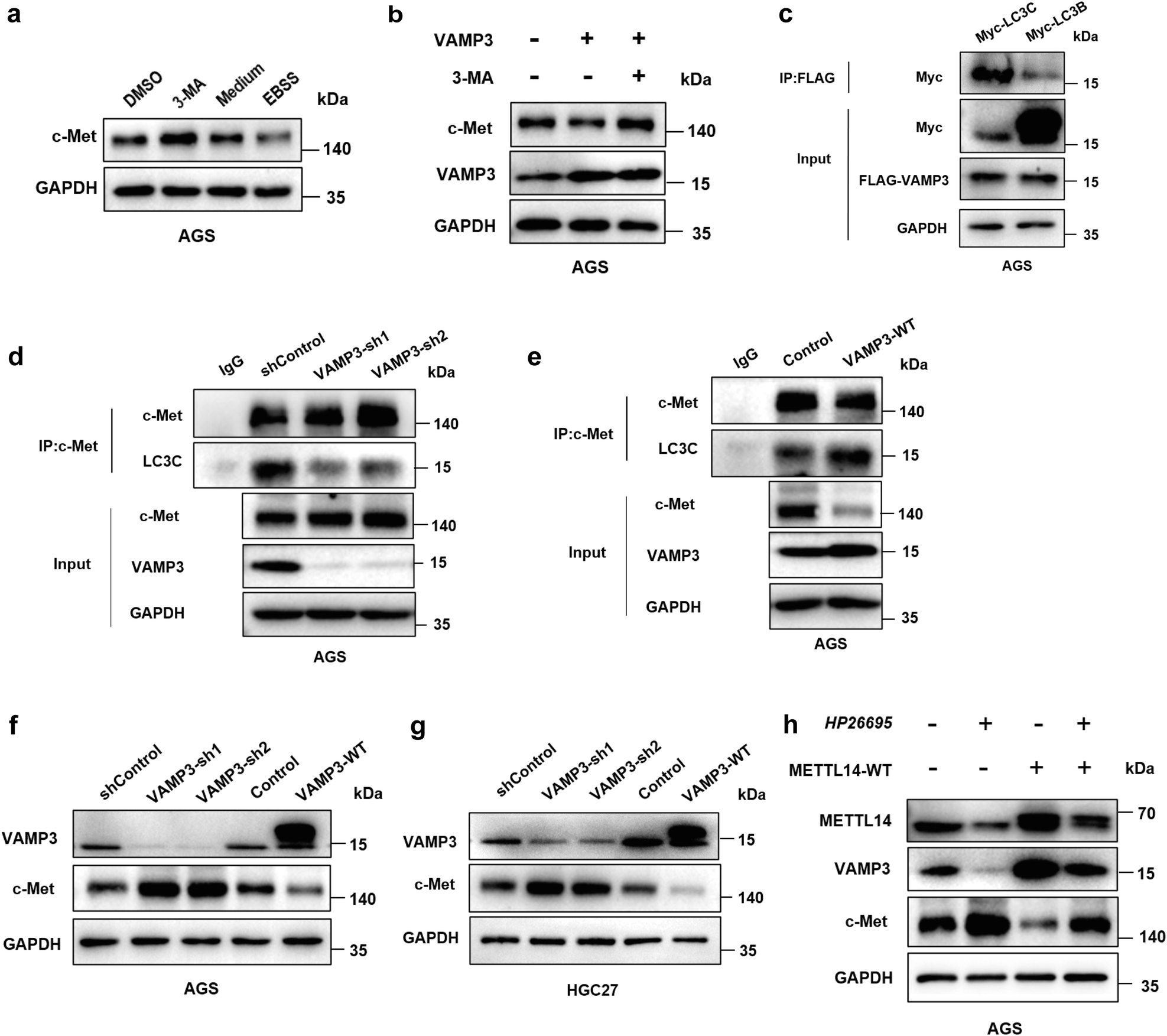 Fig. 6: The VAMP3/LC3C-mediated autophagy pathway regulates c-Met recycling.