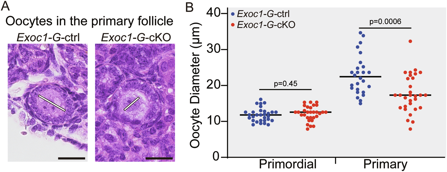 Fig. 3: Diameter of the oocytes in primary follicles in Exoc1-G-cKO mice.