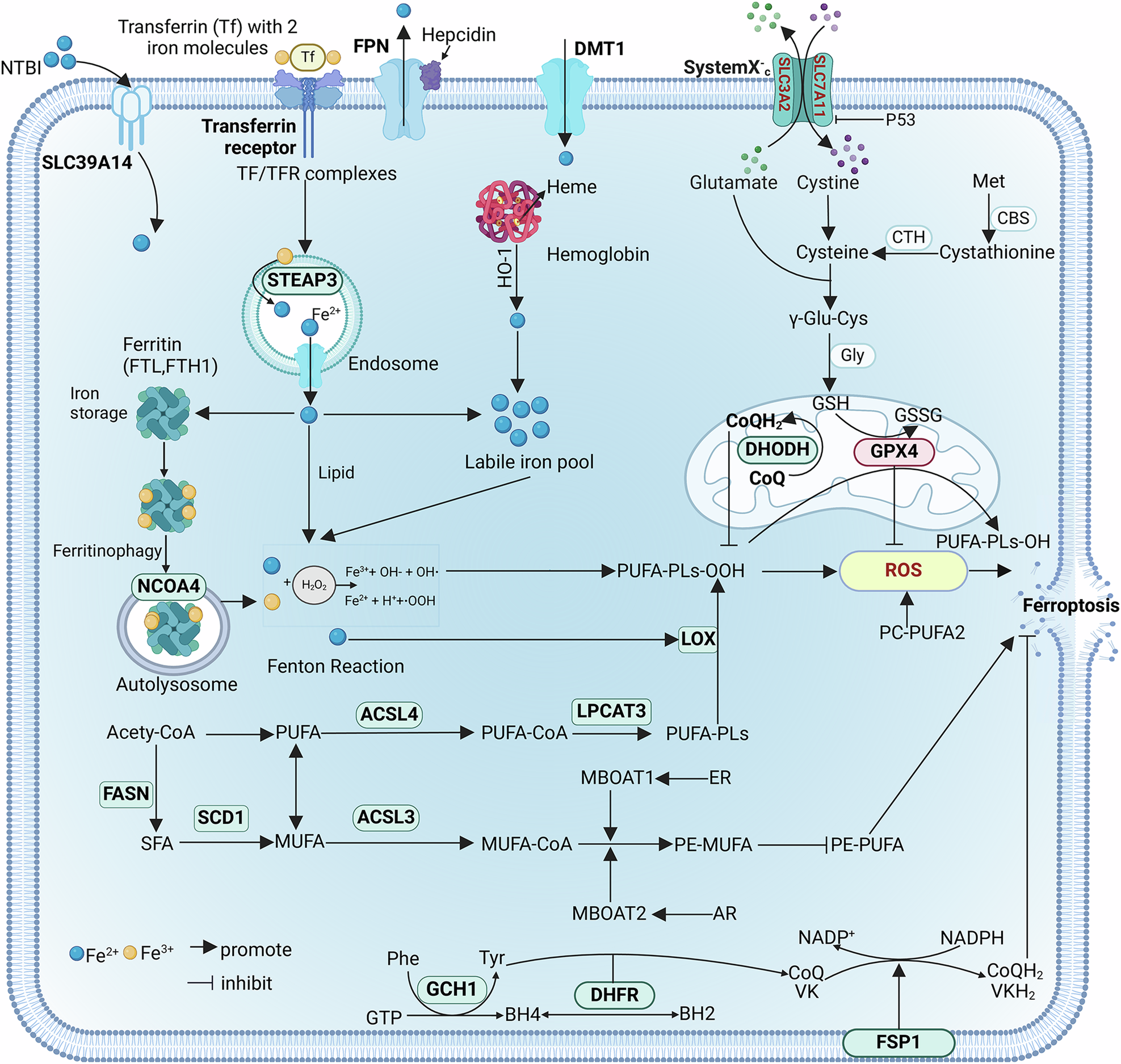 Targeting ferroptosis: a promising approach for treating lung carcinoma |  Cell Death Discovery