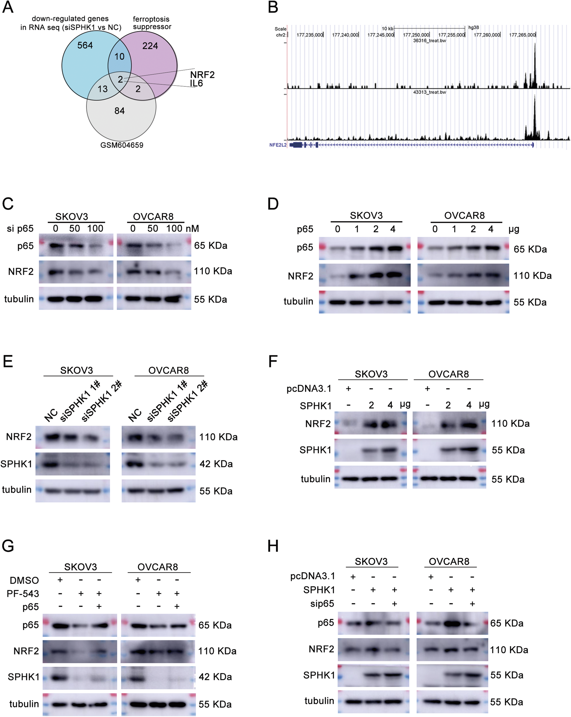 Fig. 7: SPHK1 regulates NRF2 through P65 to inhibit ferroptosis in ovarian cancer cells.