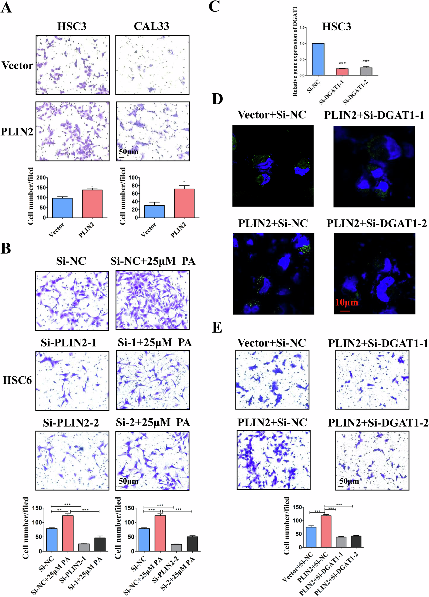 Fig. 3: PLIN2 can promote the invasion of OSCC cells via the accumulation of LDs.