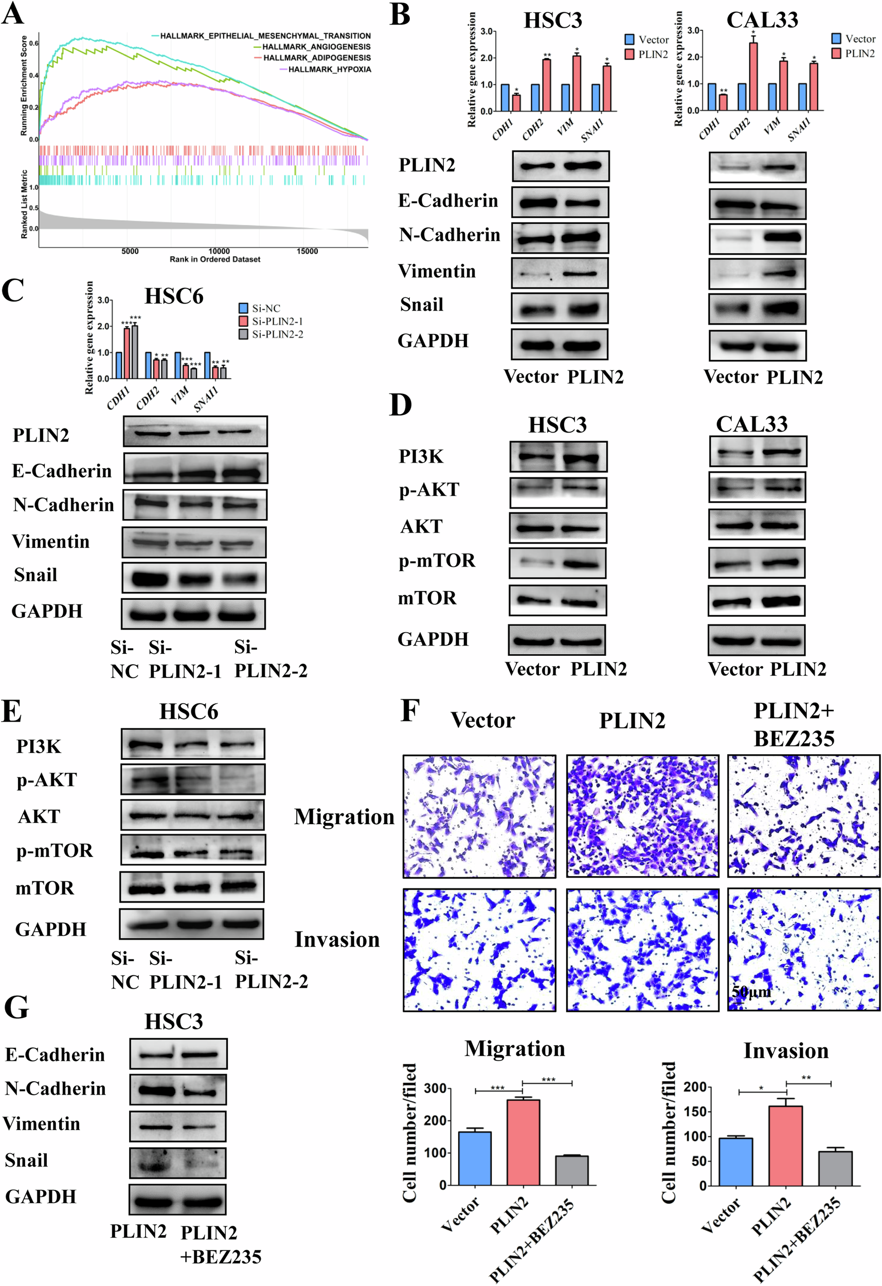 Fig. 4: PLIN2 promoted the EMT, migration and invasion of OSCC cells by activating the PI3K/AKT/mTOR pathway.