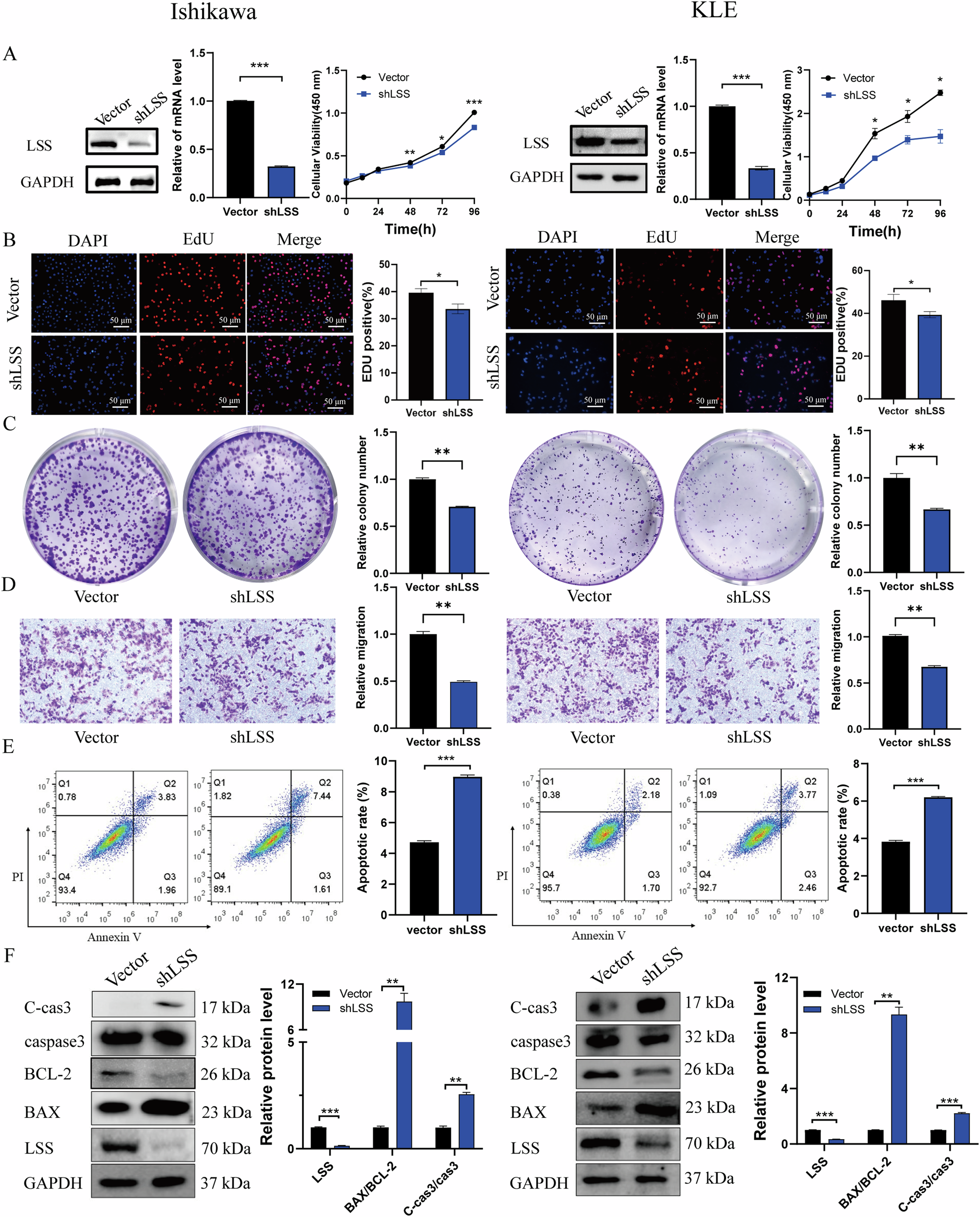 Fig. 3: Knockdown of LSS reduces EC cell proliferation, and migration and promotes cell apoptosis.
