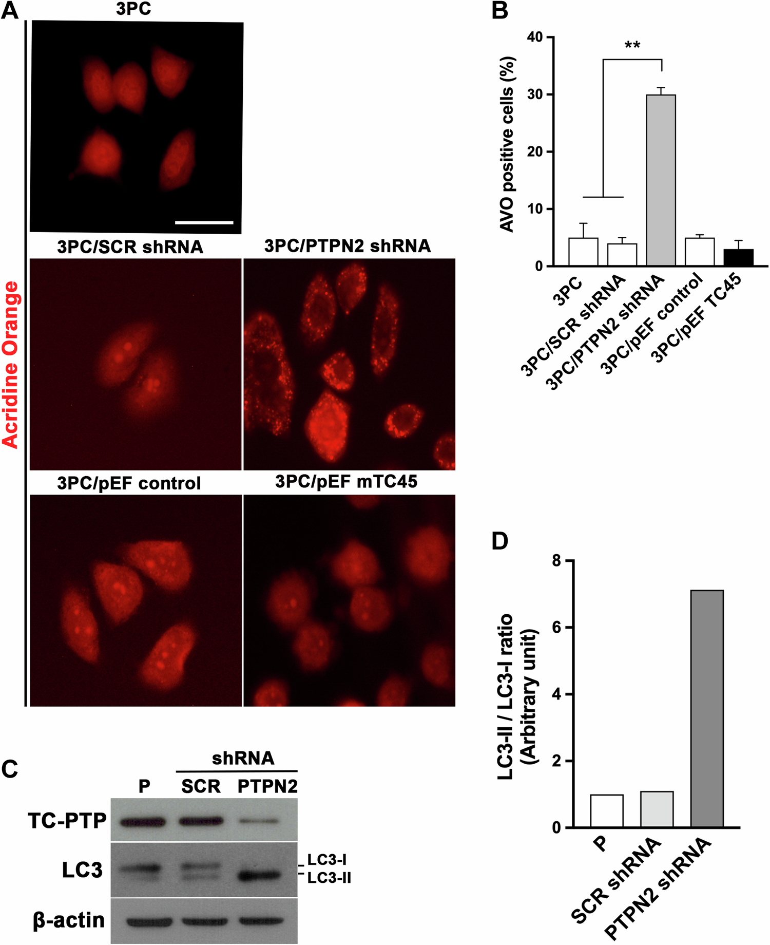 Fig. 1: TC-PTP deficiency increases autophagy in mouse keratinocytes.