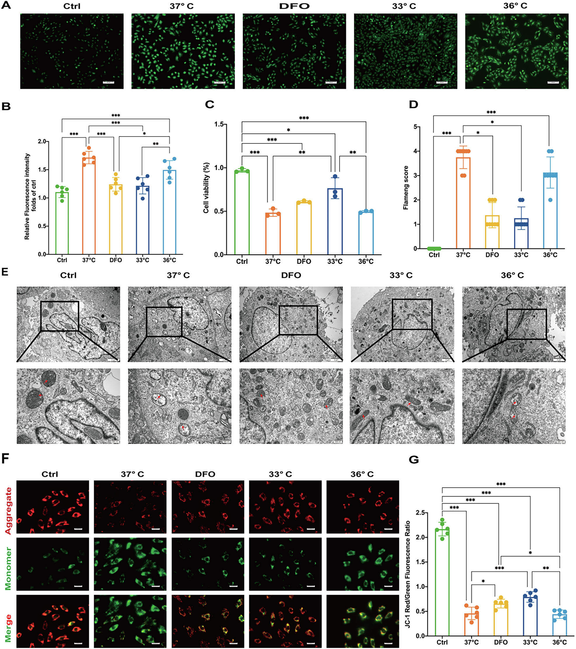 Fig. 3: Hypothermia at 33 °C alleviated H/R injury in vitro.
