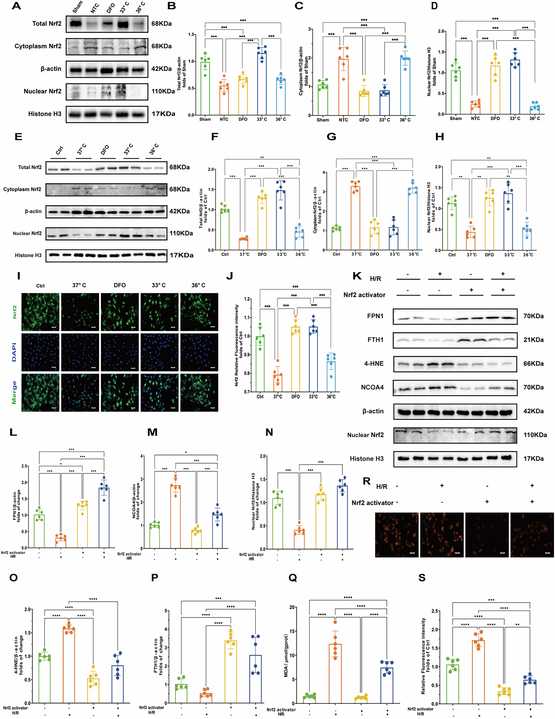 Fig. 6: Hypothermia at 33 °C promoted Nrf2 nuclear translocation to inhibited ferroptosis.