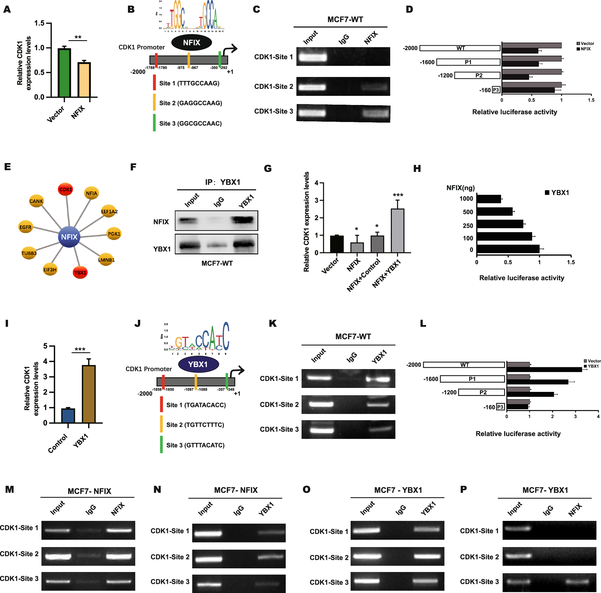 Fig. 7: NFIX transcriptionally inhibited CDK1 through YBX1.