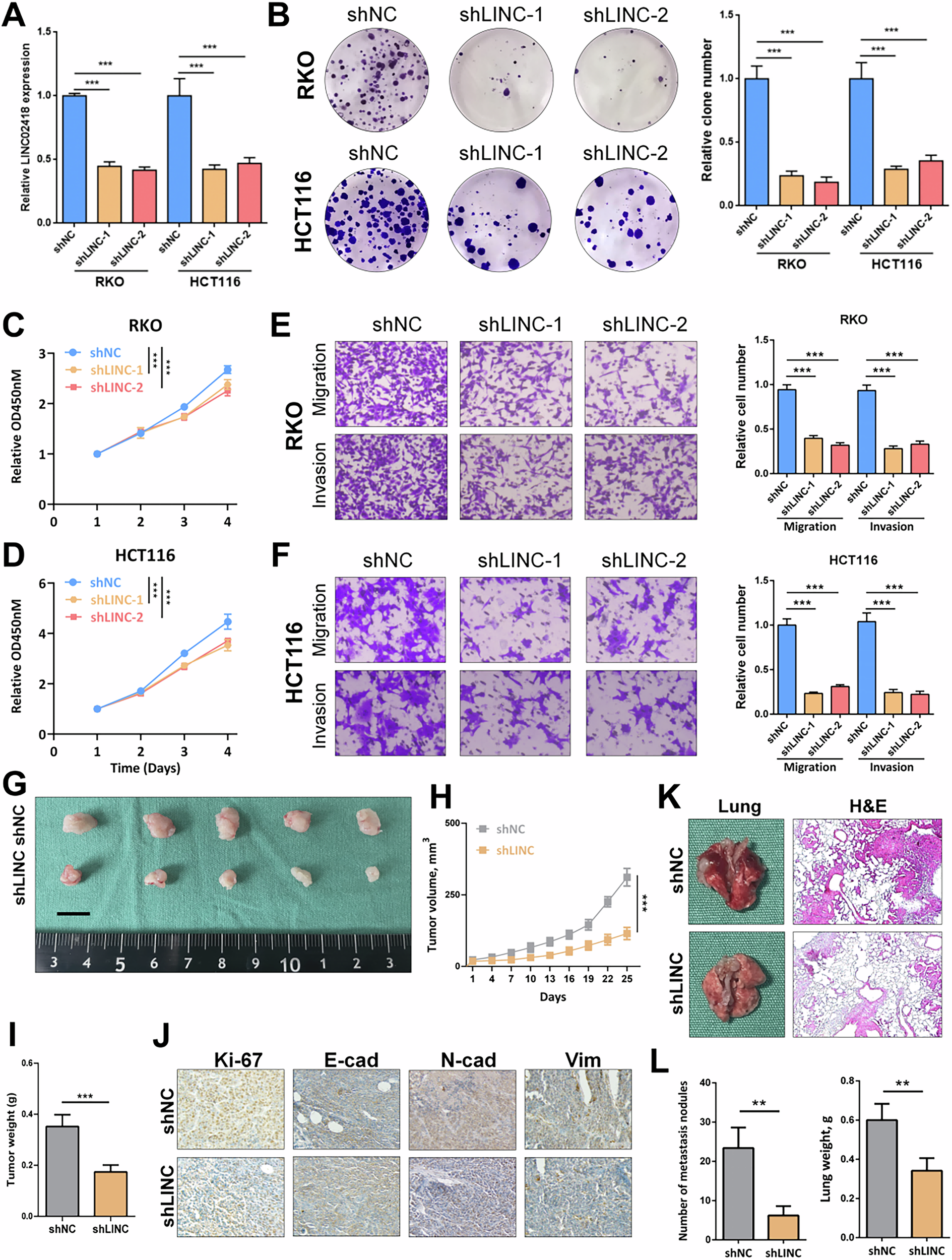 Fig. 2: LINC02418 knockdown inhibits proliferation and metastasis of colorectal cancer cells in vitro and vivo.