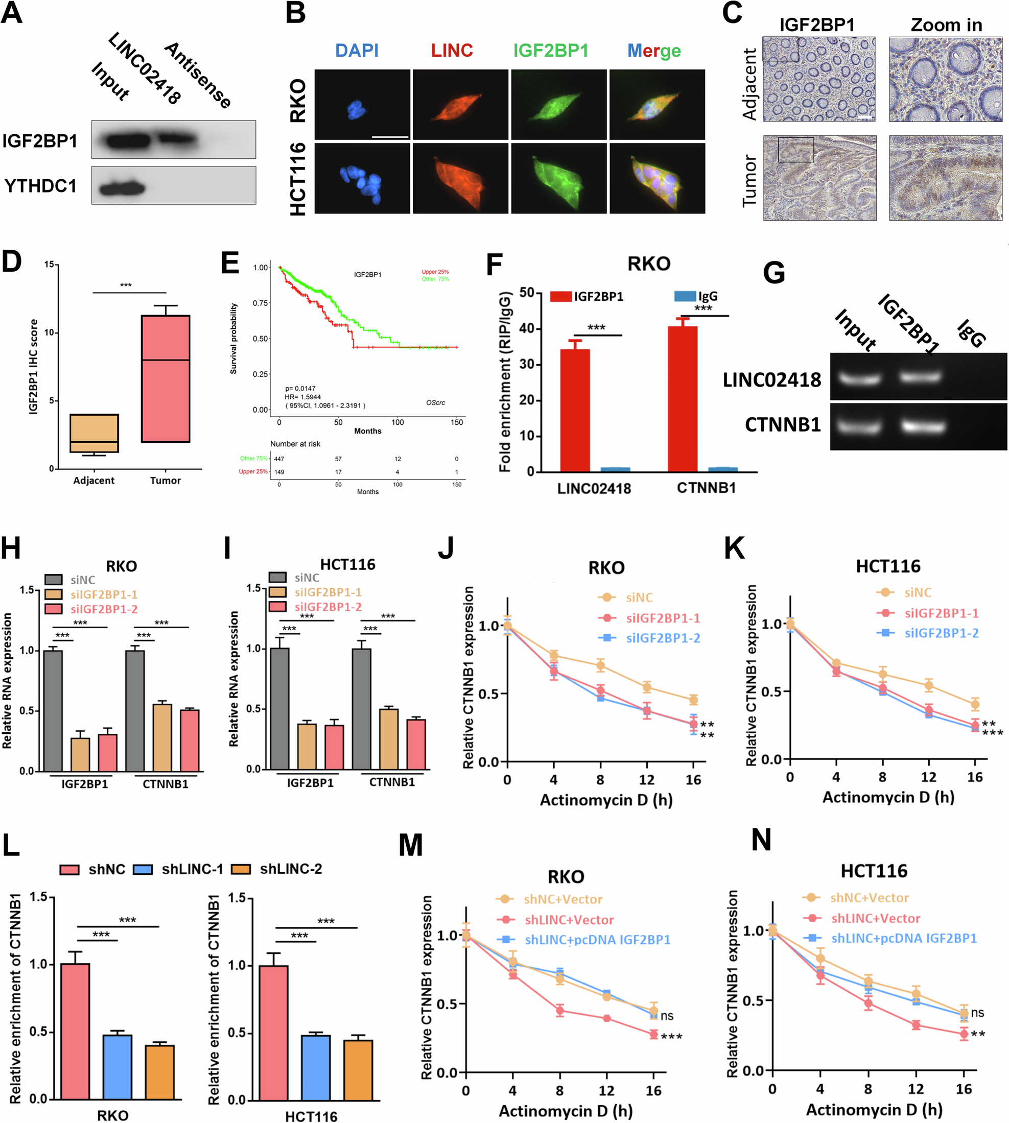 Fig. 6: LINC02418 increases CTNNB1 stability by interacting with IGF2BP1.