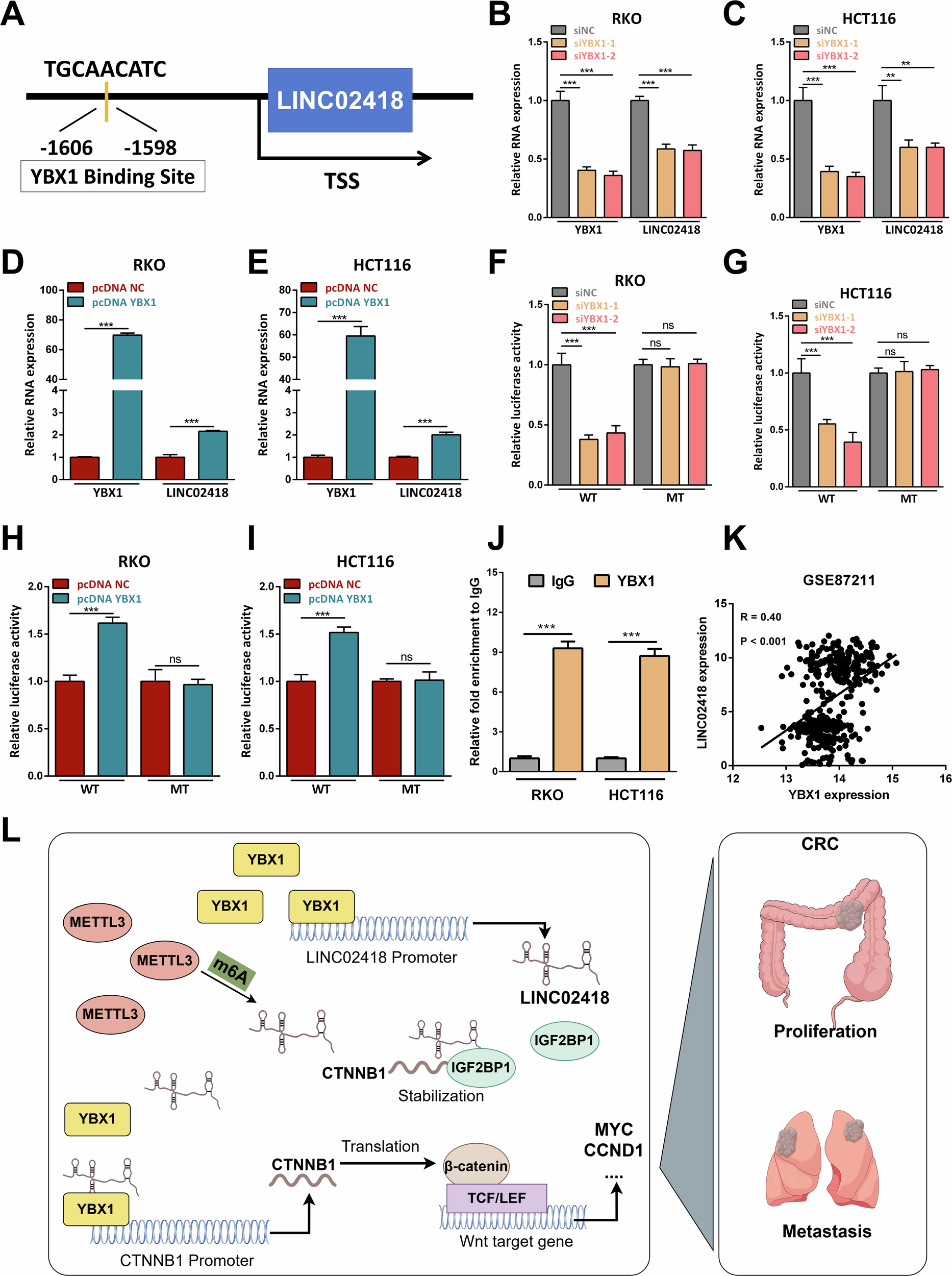 Fig. 8: YBX1 could bind to the LINC02418 promoter and induce LINC02418 transcription.