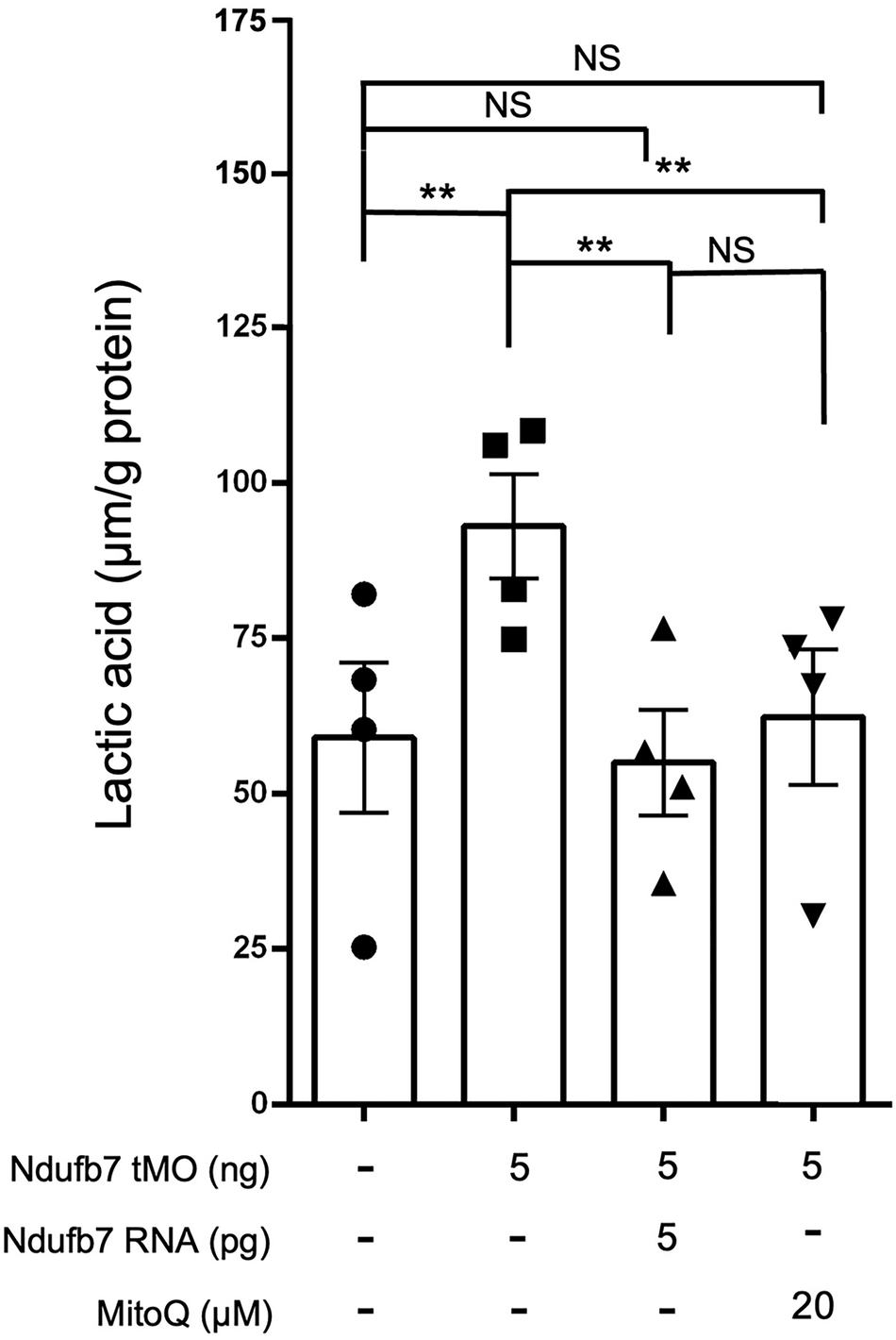 Fig. 6: Knockdown of Ndufb7 increases the lactic acid in zebrafish embryos.