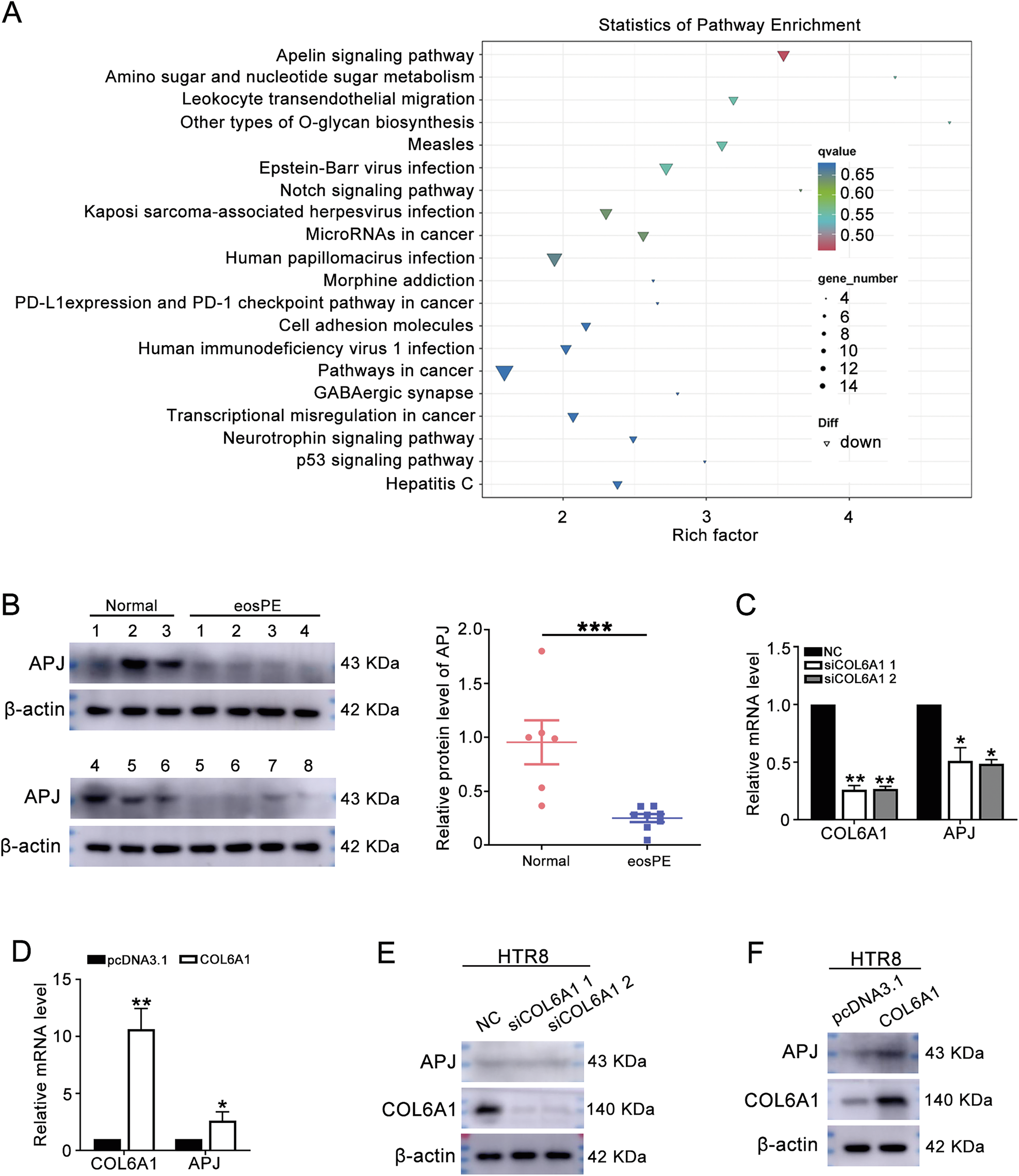 Fig. 4: Next-generation sequencing (NGS) revealed that Apelin signaling pathway was affected by COL6A1.