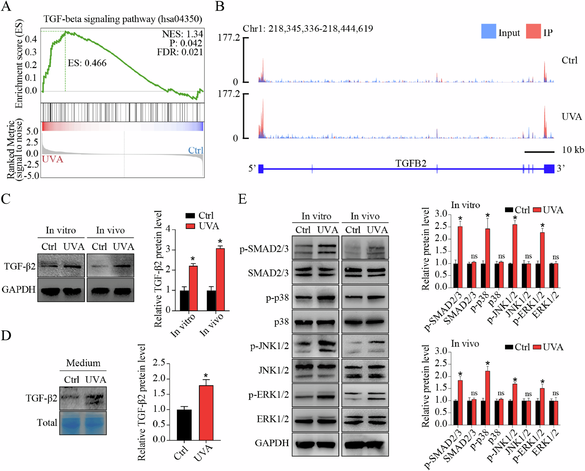 Fig. 2: m6A profiling reveals activation of TGF-β signaling pathway in FECD.
