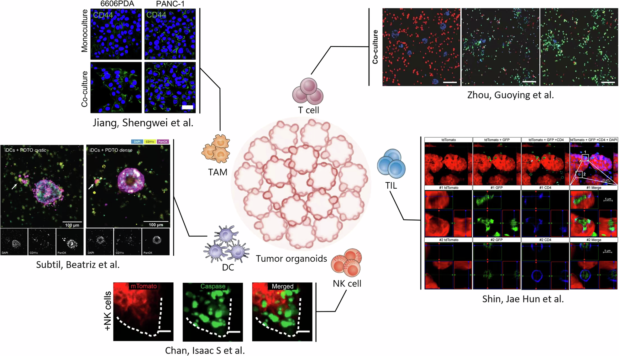 Fig. 3: Future co-culture models.