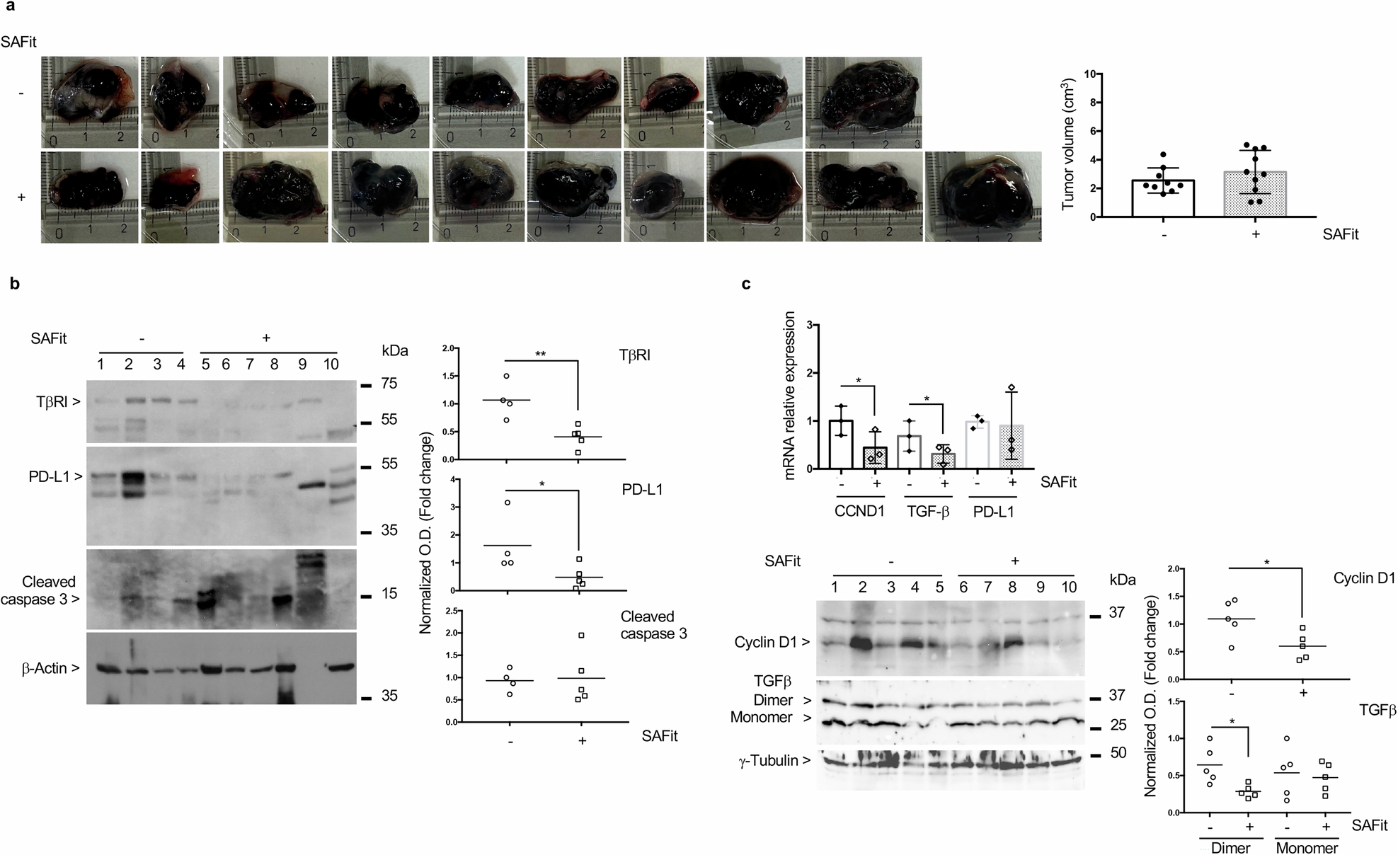 Fig. 4: SAFit fails to restrain melanoma growth in vivo.