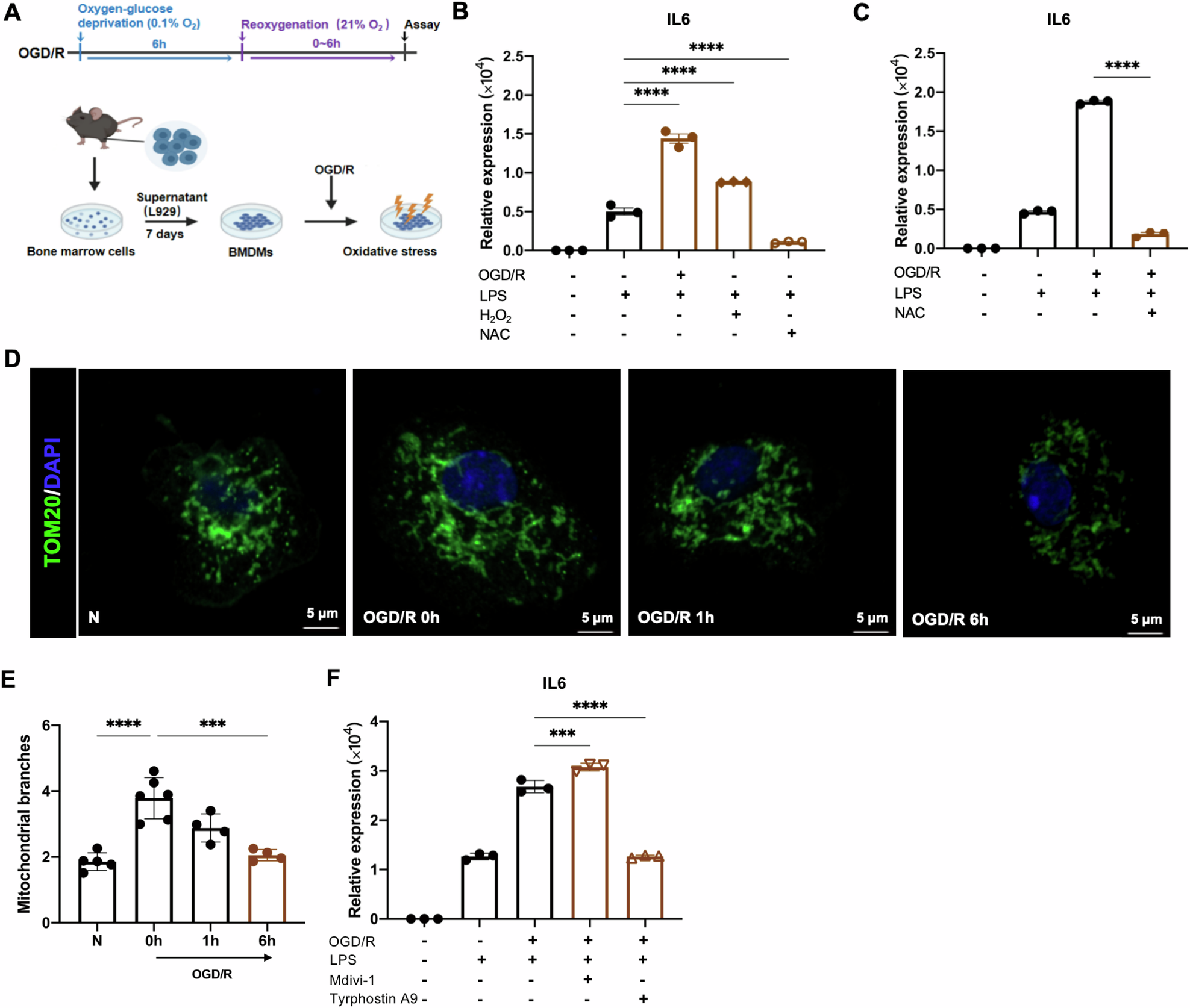 Fig. 1: A mitochondrial fission-ROS axis regulates inflammatory gene induction during OGD/R.