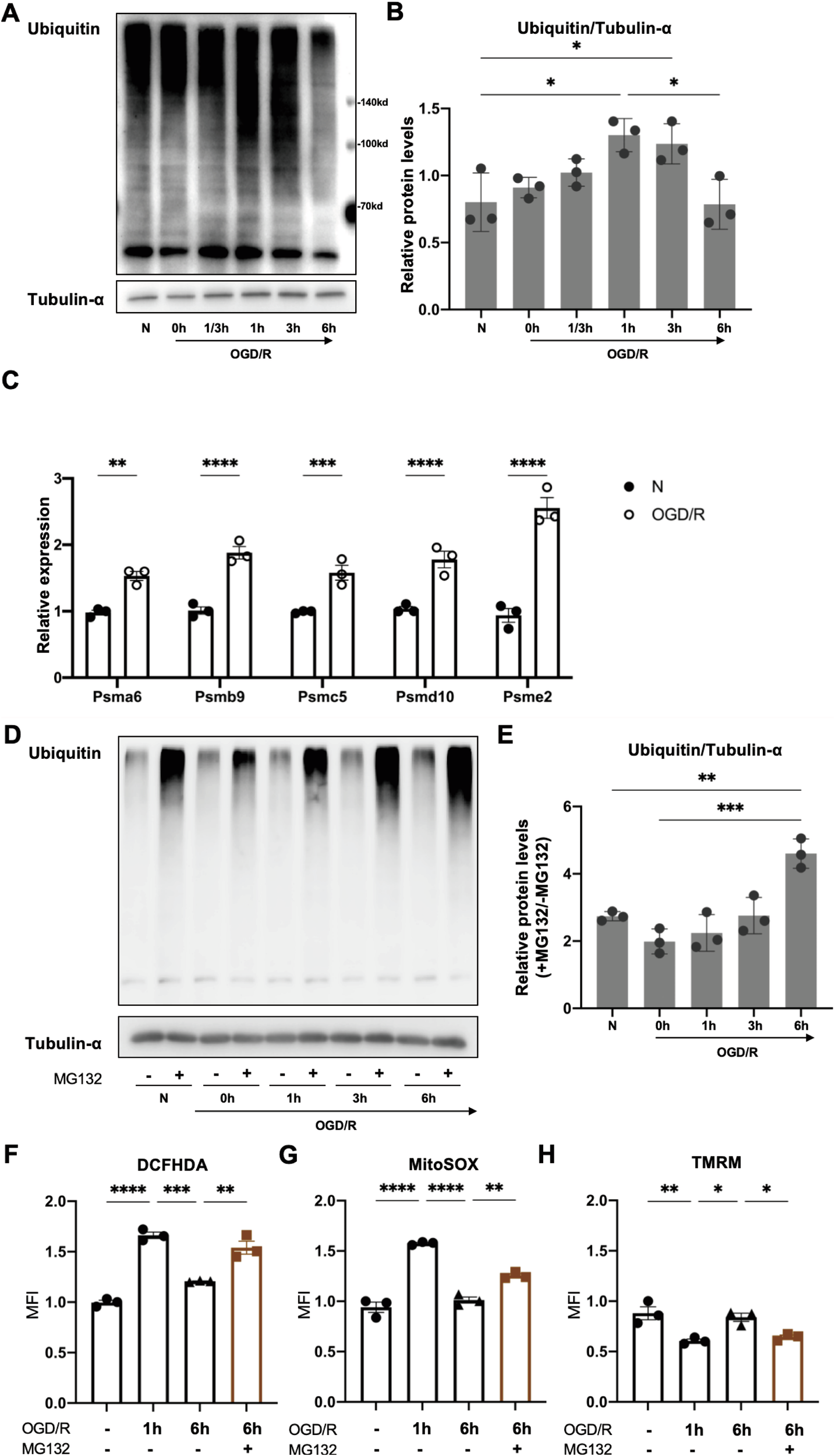 Fig. 3: UPS induction during OGD/R preserves mitochondrial functionality.
