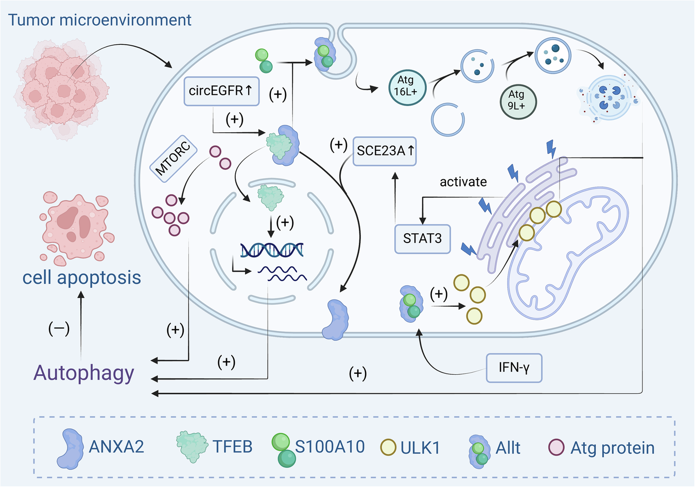 Fig. 2: Mechanism by which ANXA2-induced autophagy inhibits apoptosis in tumour cells.