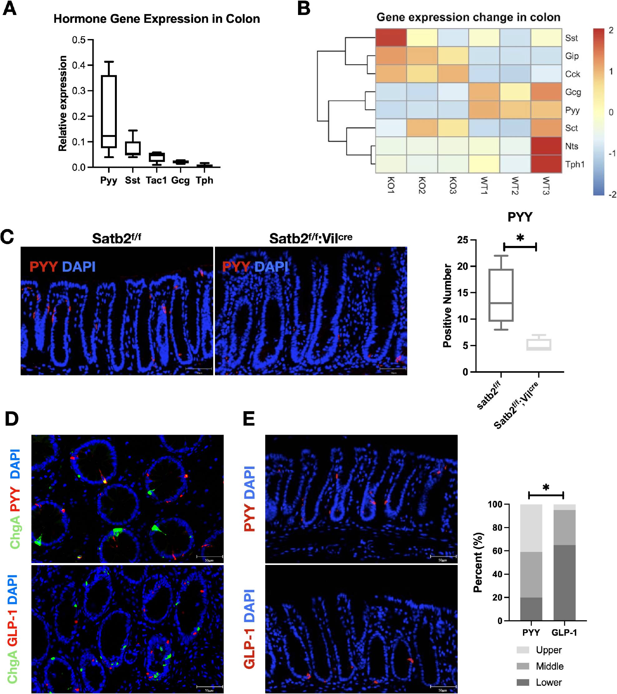 Fig. 3: Changes in colonic endocrine hormones following Satb2 knockout.