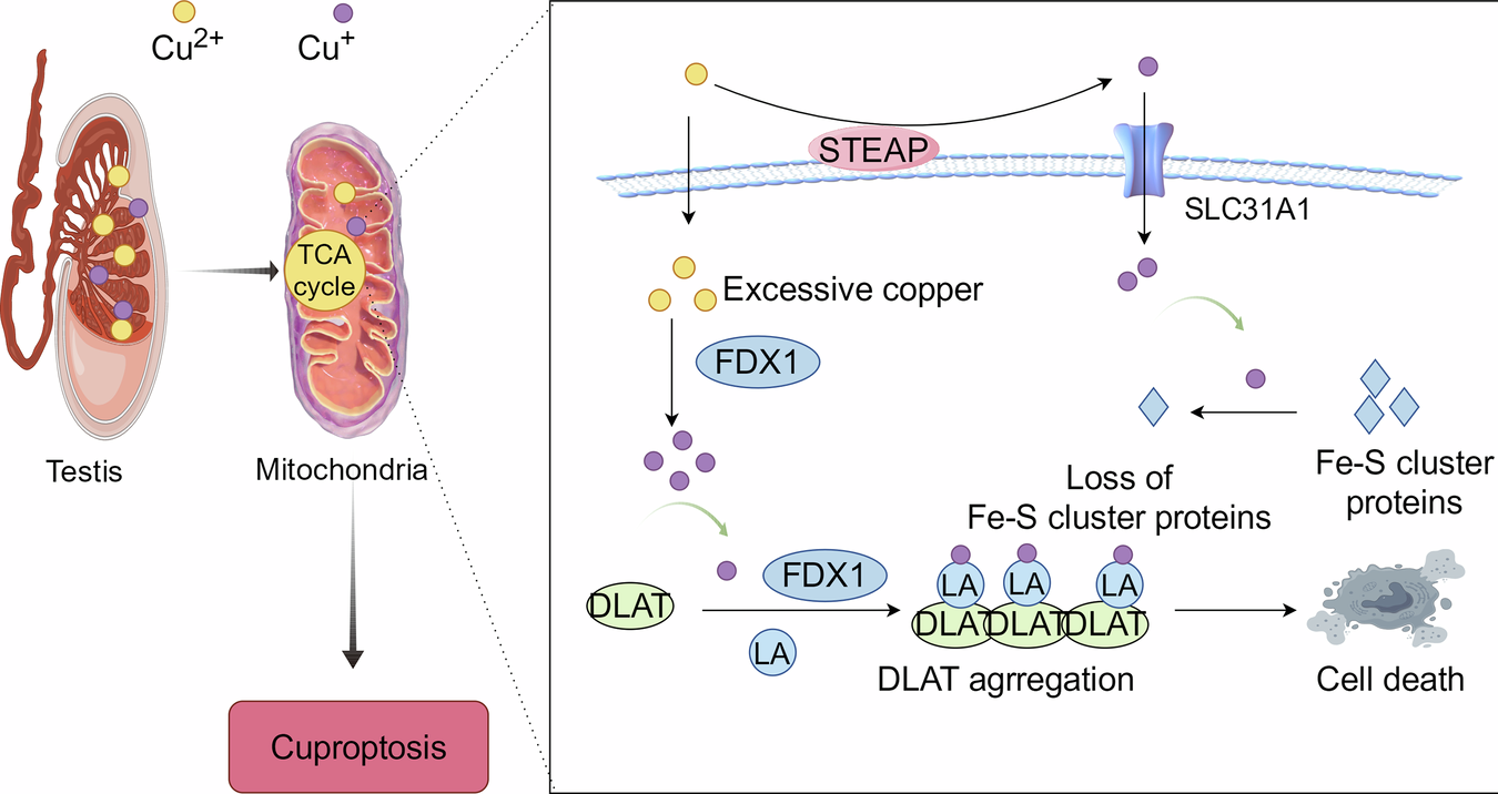 glutathione epilepsy Epilepsy, ferroptosis and mitochondrial dysfunction. GPX4, glutathione