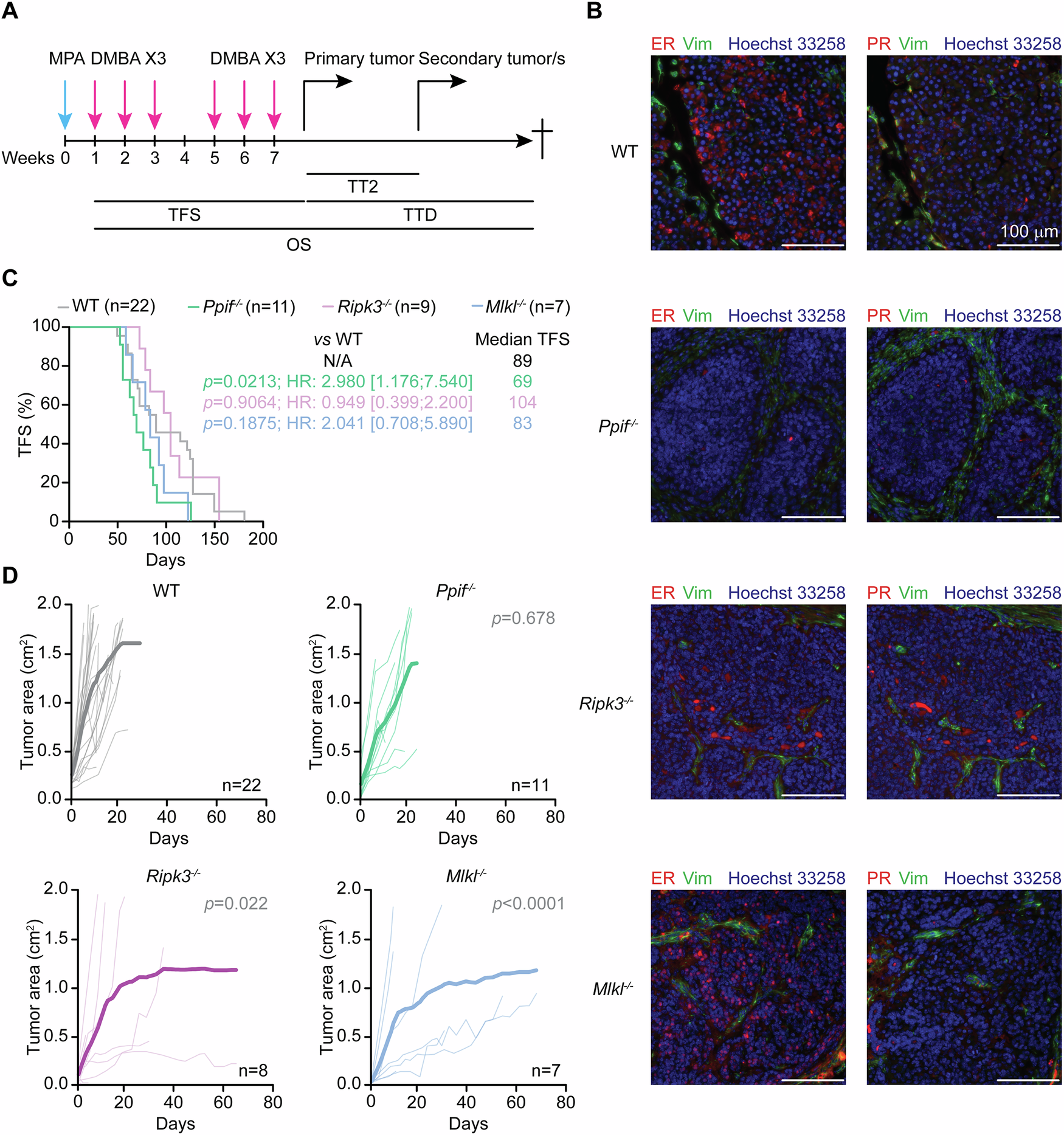 Fig. 1: Ppif restrains primary M/D-driven mammary carcinogenesis.