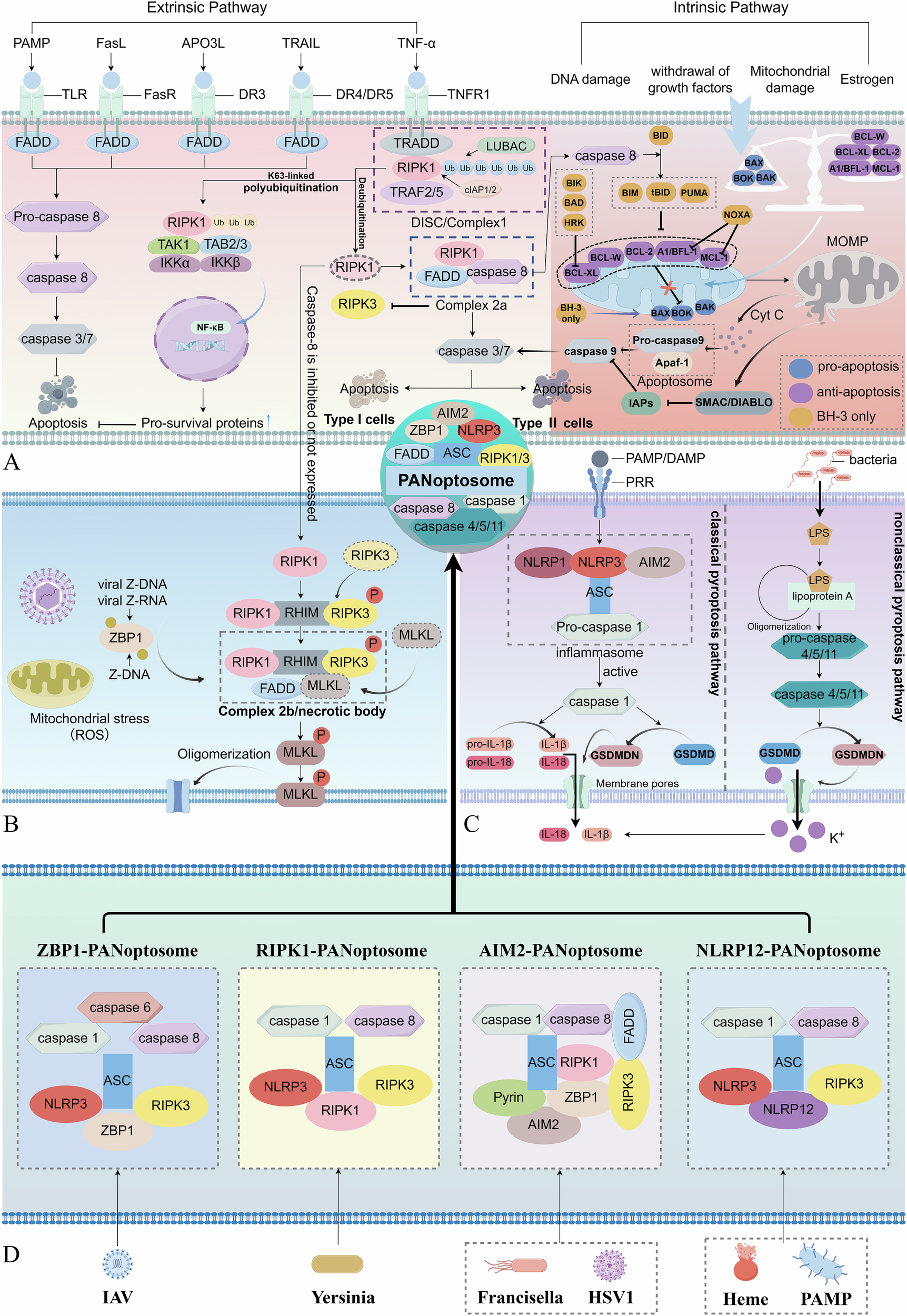 Fig. 3: The mechanisms of apoptosis, pyroptosis, and necroptosis, as well as the formation of the PANoptosome.