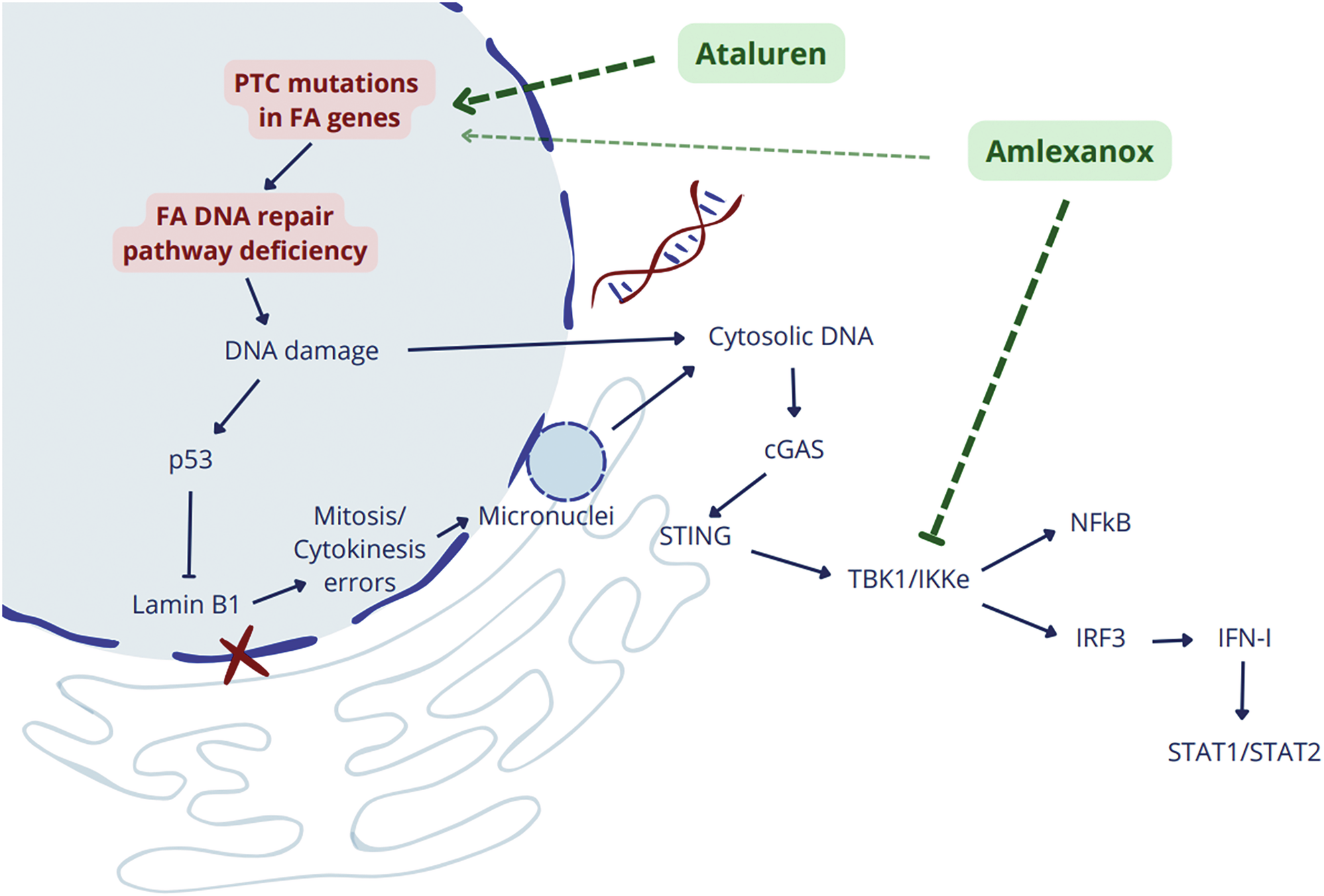 Fig. 8: Proposed mechanism of action of ataluren and amlexanox.