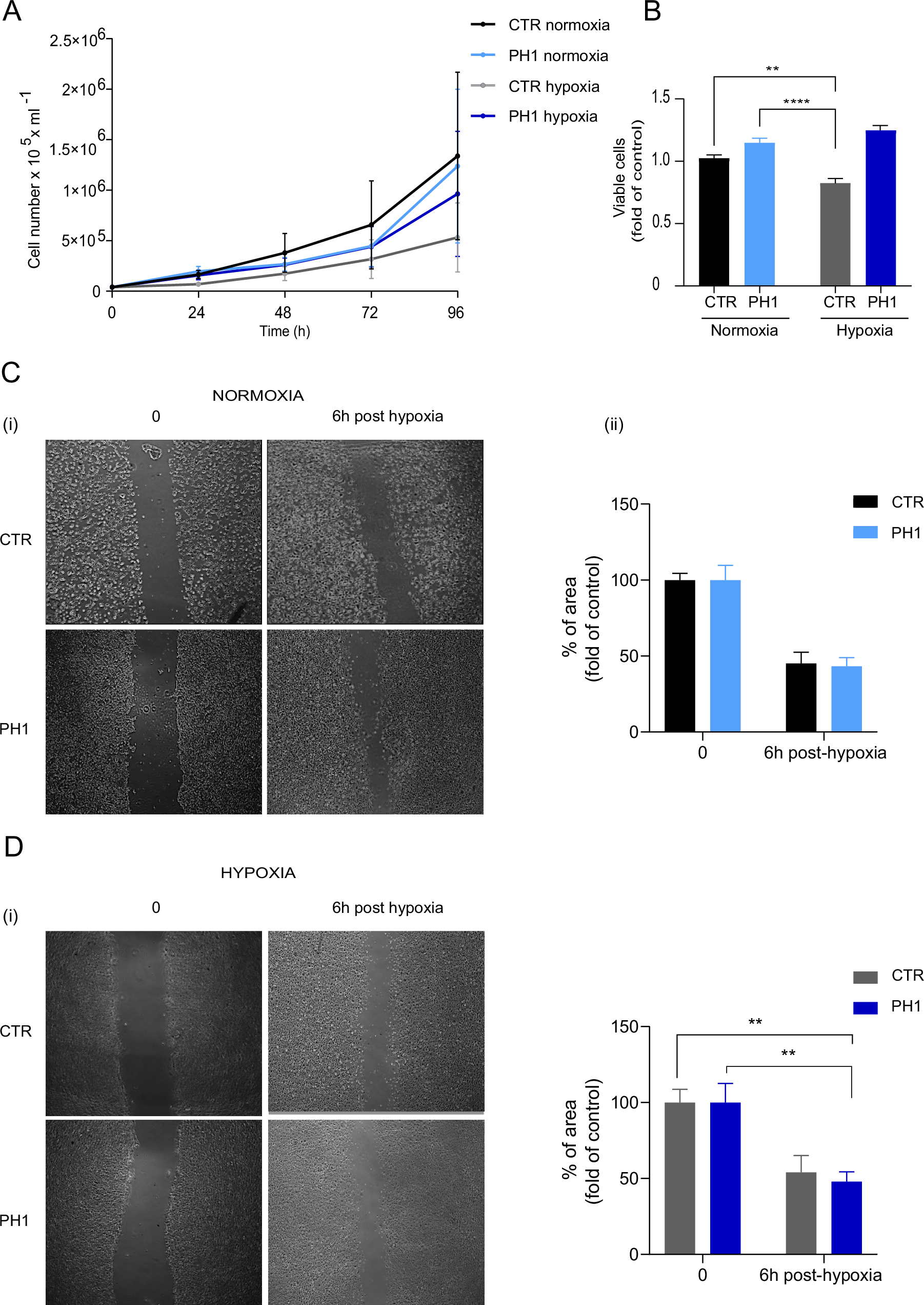 Fig. 5: GRK2 preserves viability and promotes migration.