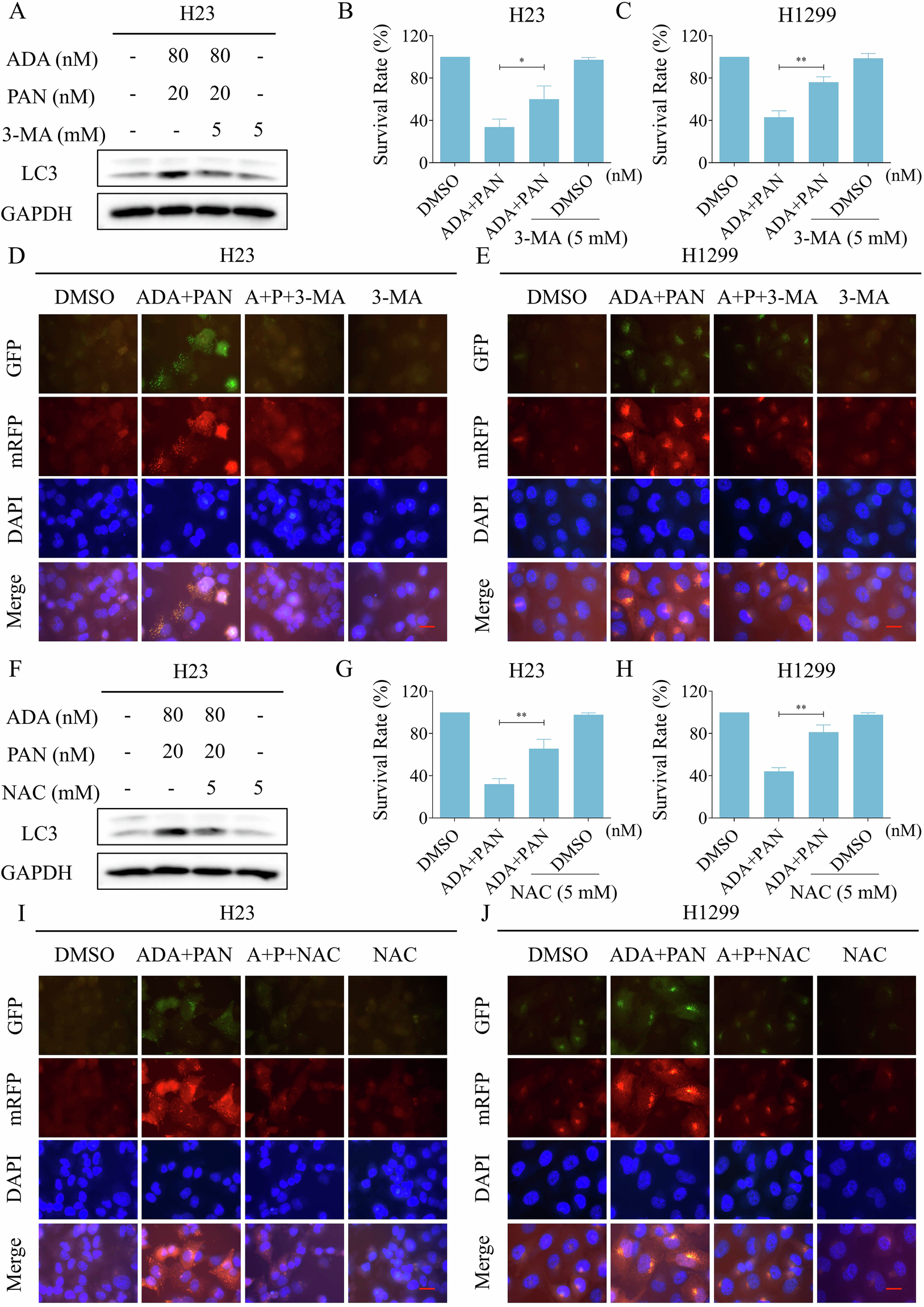 Fig. 9: The induction of autophagy by the combination is critical for its antitumor activity.