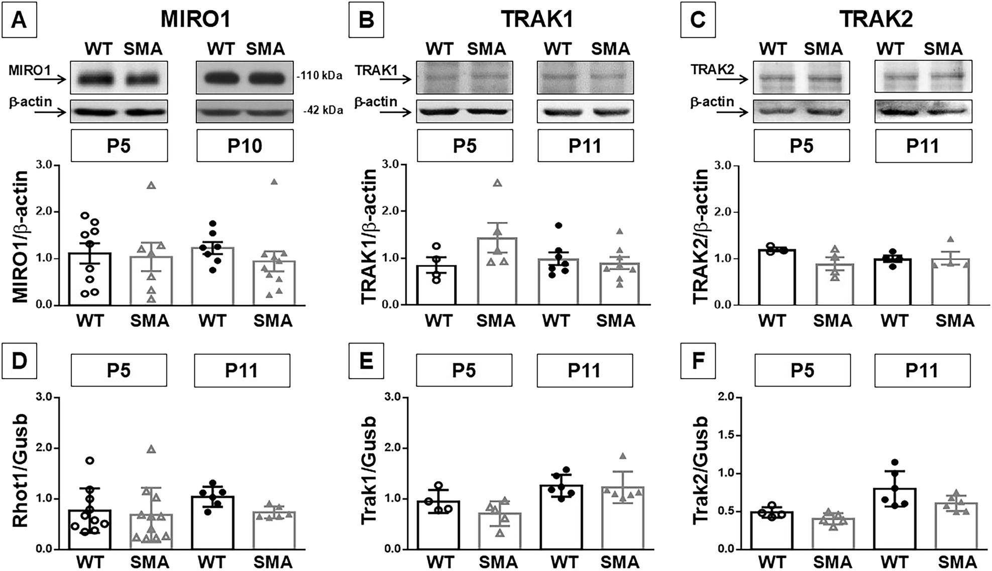 Fig. 2: MIRO1, TRAK1 and TRAK2 expression in the spinal cord of early and late symptomatic SMA mice.